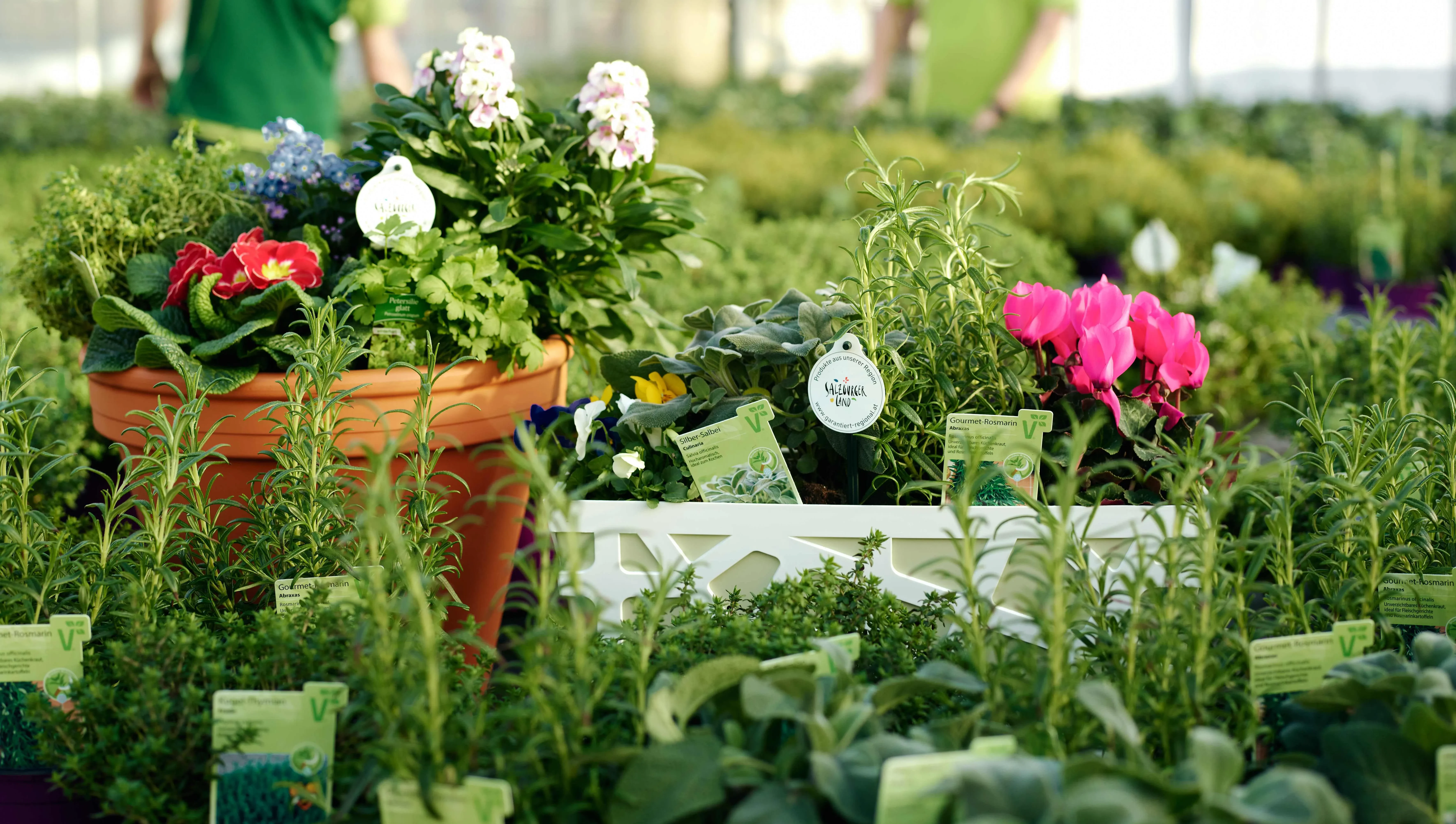 Hier gewachsen, hier daheim: Bunte Vielfalt direkt aus deiner Salzburger Gärtnerei.