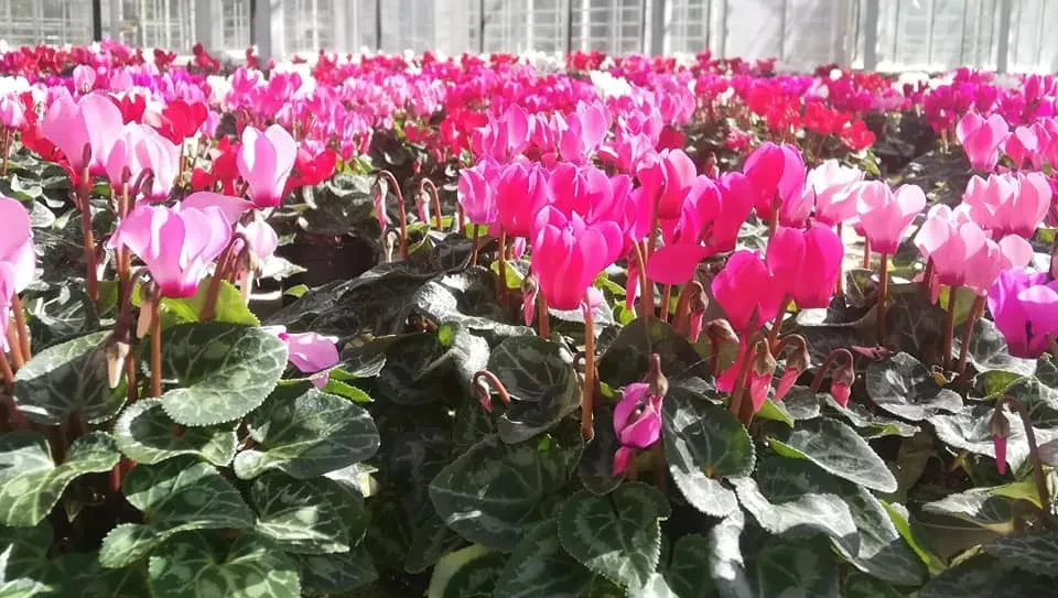 Salzburg blüht auf. Entdecke die Vielfalt unserer regionalen Betriebe. Hol dir lebendige Natur und echte Salzburger Qualität für deinen Balkon oder Garten