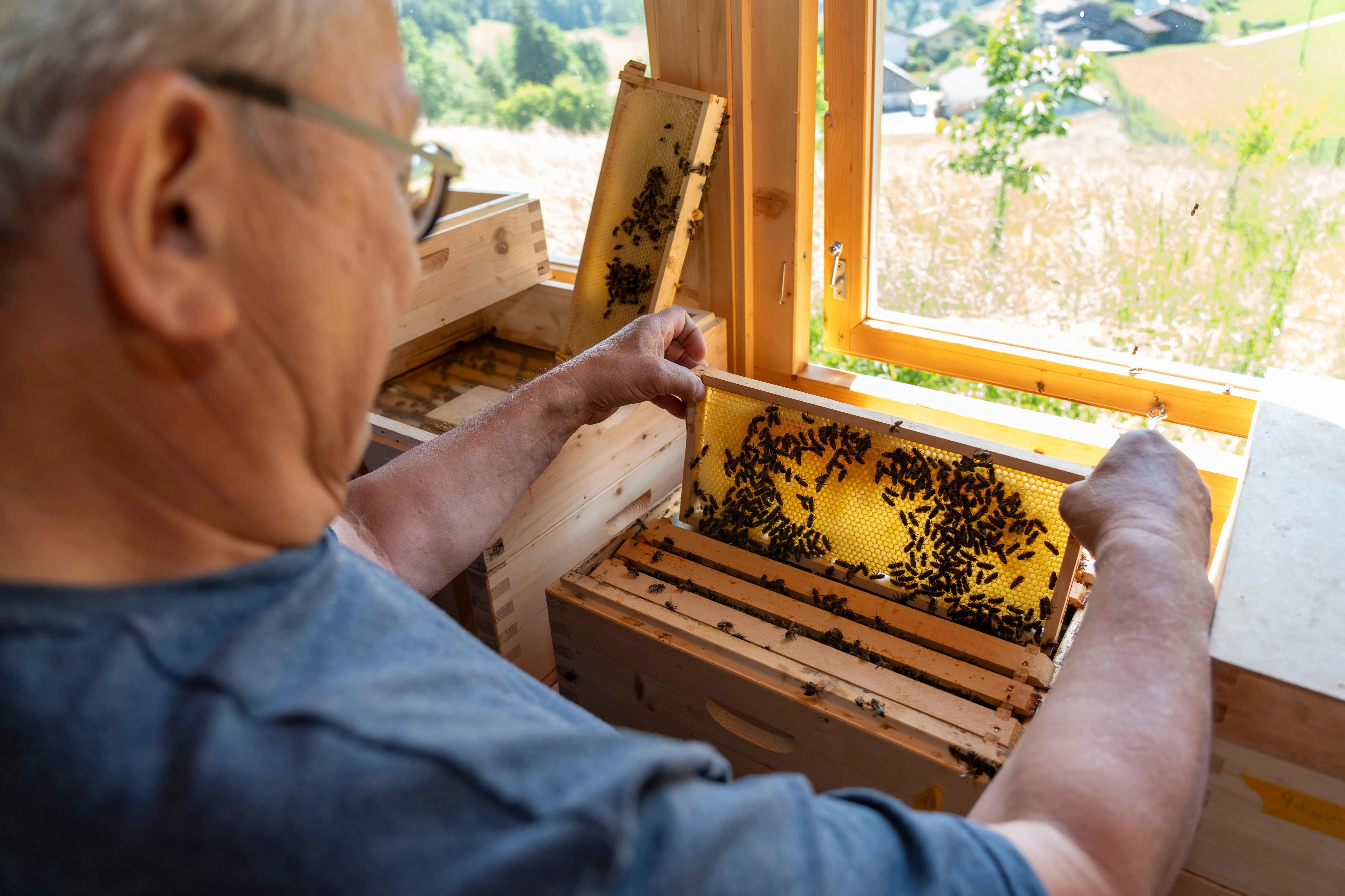 Imker hebt Bienenwabe aus dem Stock - Salzburger Honig