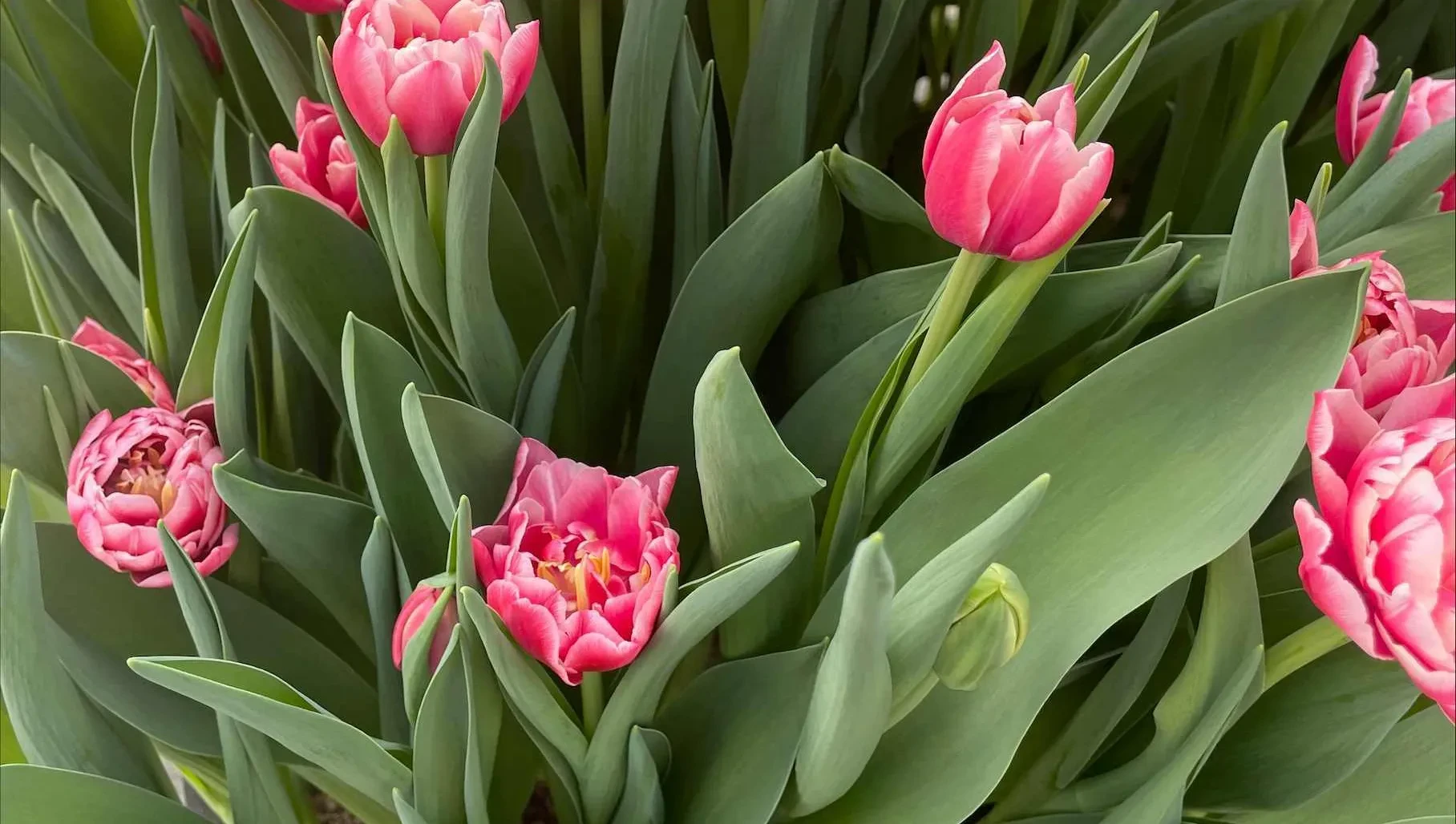 Salzburg blüht auf. Entdecke die Vielfalt unserer regionalen Betriebe. Hol dir lebendige Natur und echte Salzburger Qualität für deinen Balkon oder Garten