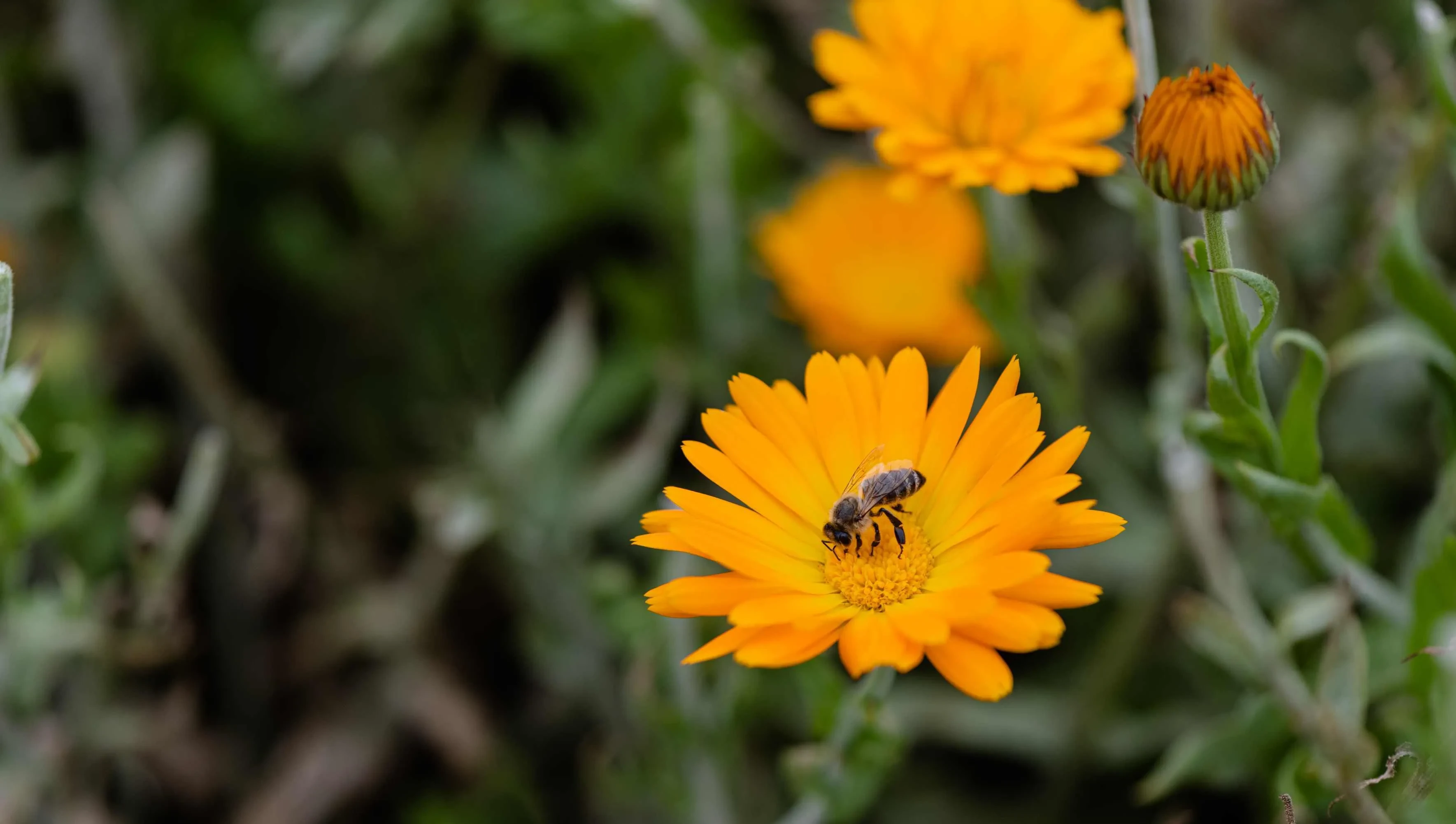 Bienen sitzt auf Ringelblume - Salzburger Honig