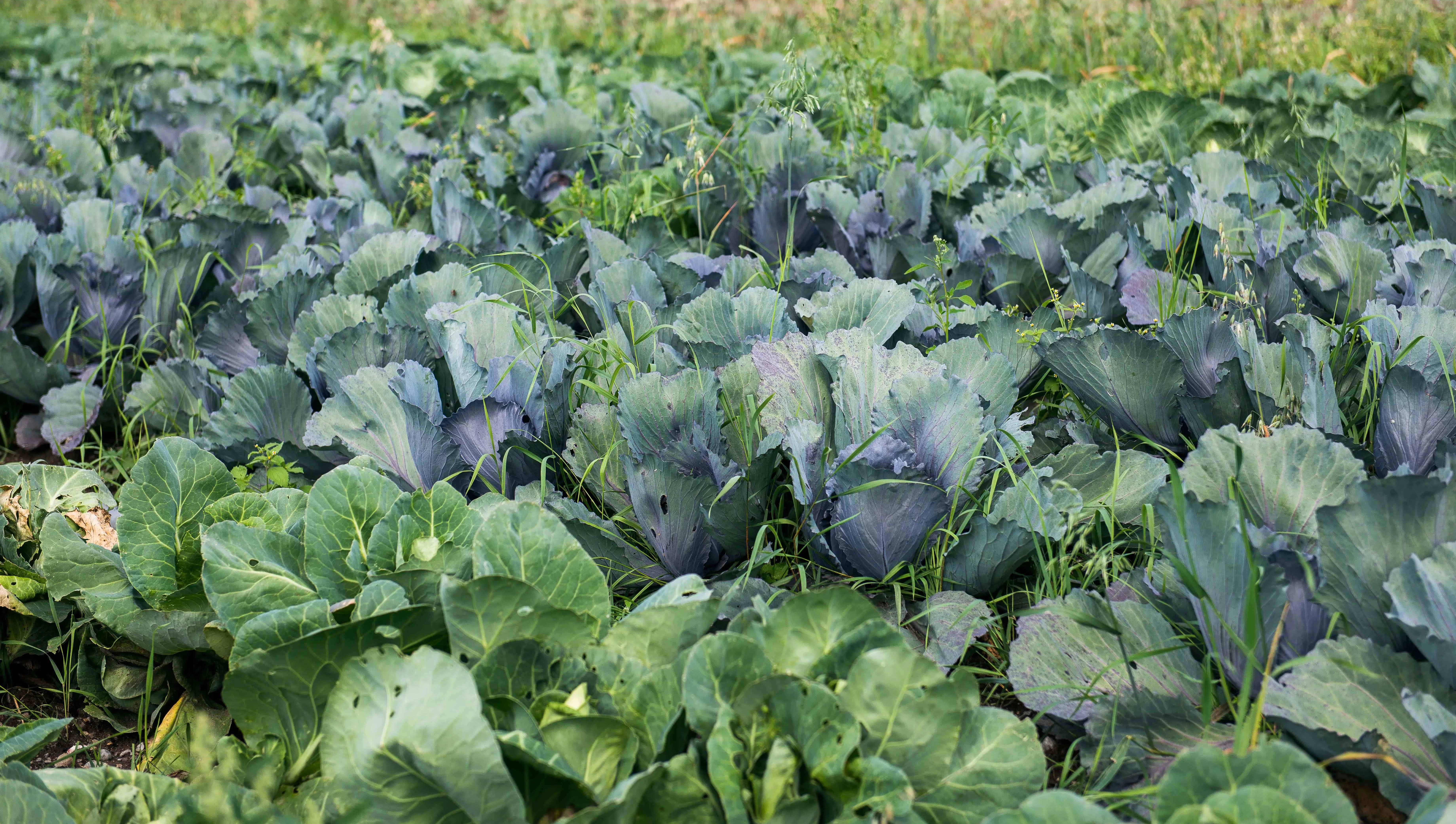 Kraut auf einem Feld im Walser Gemüseland