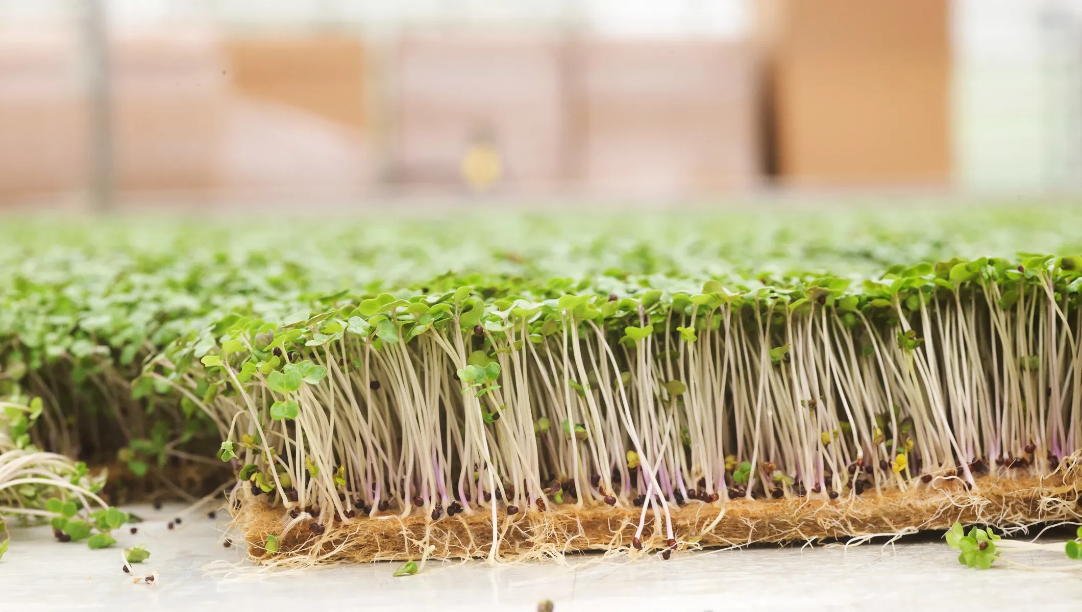 Rucola_Sprossen_ Ökohof Feldinger