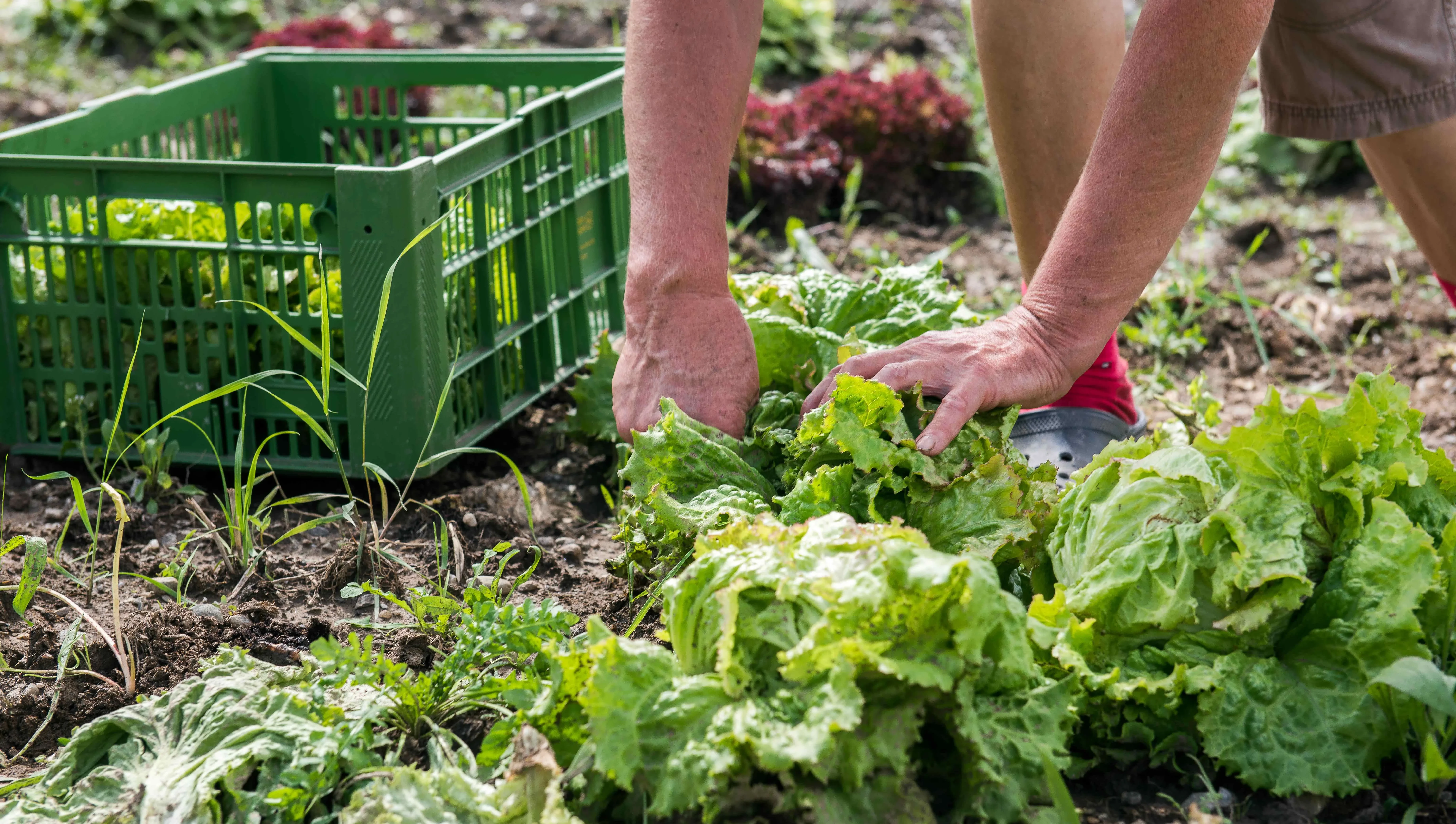 Feld Salat ernten Kiste Hände arbeit am Feld