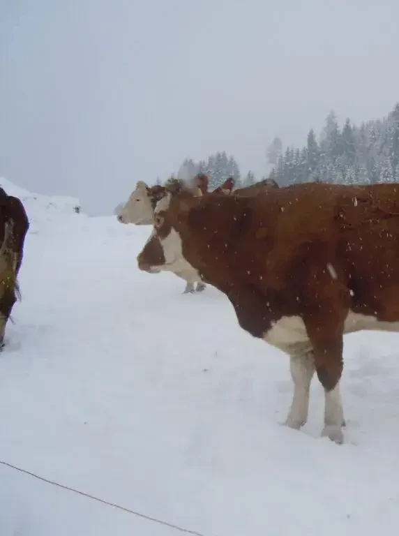 Rinder im Schnee 