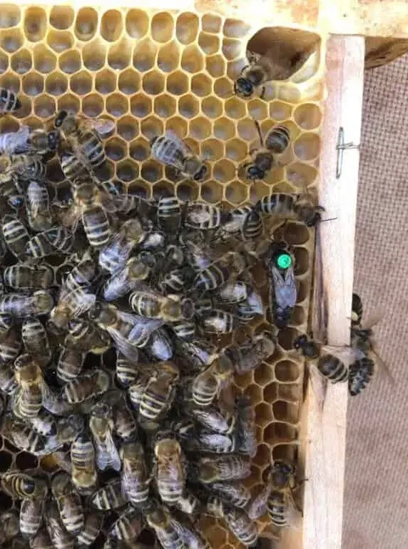 Fleissige Honigbienen aus Faistenau