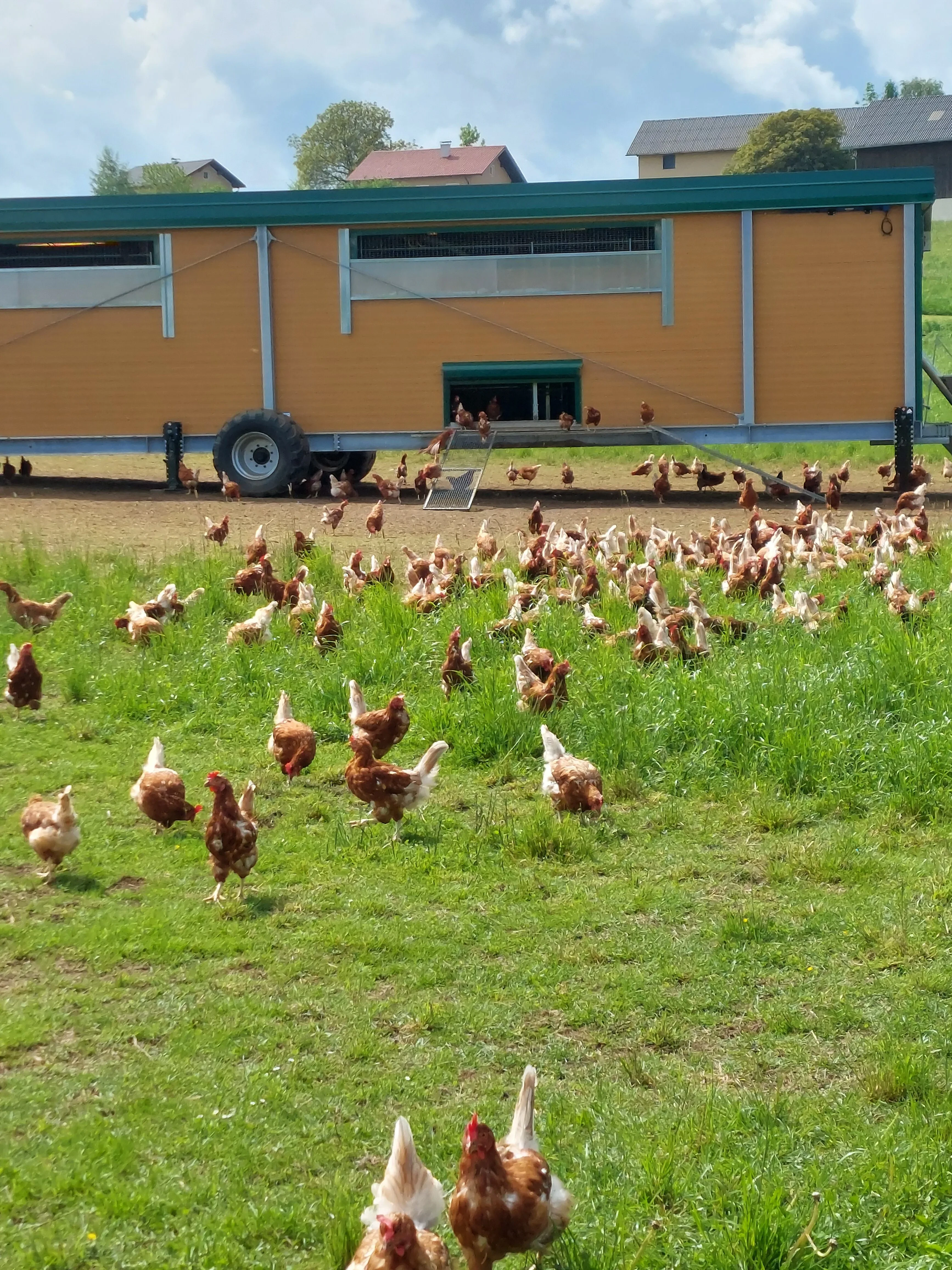 Bauer z´-Feichten Hühner im Freiland vor Stall