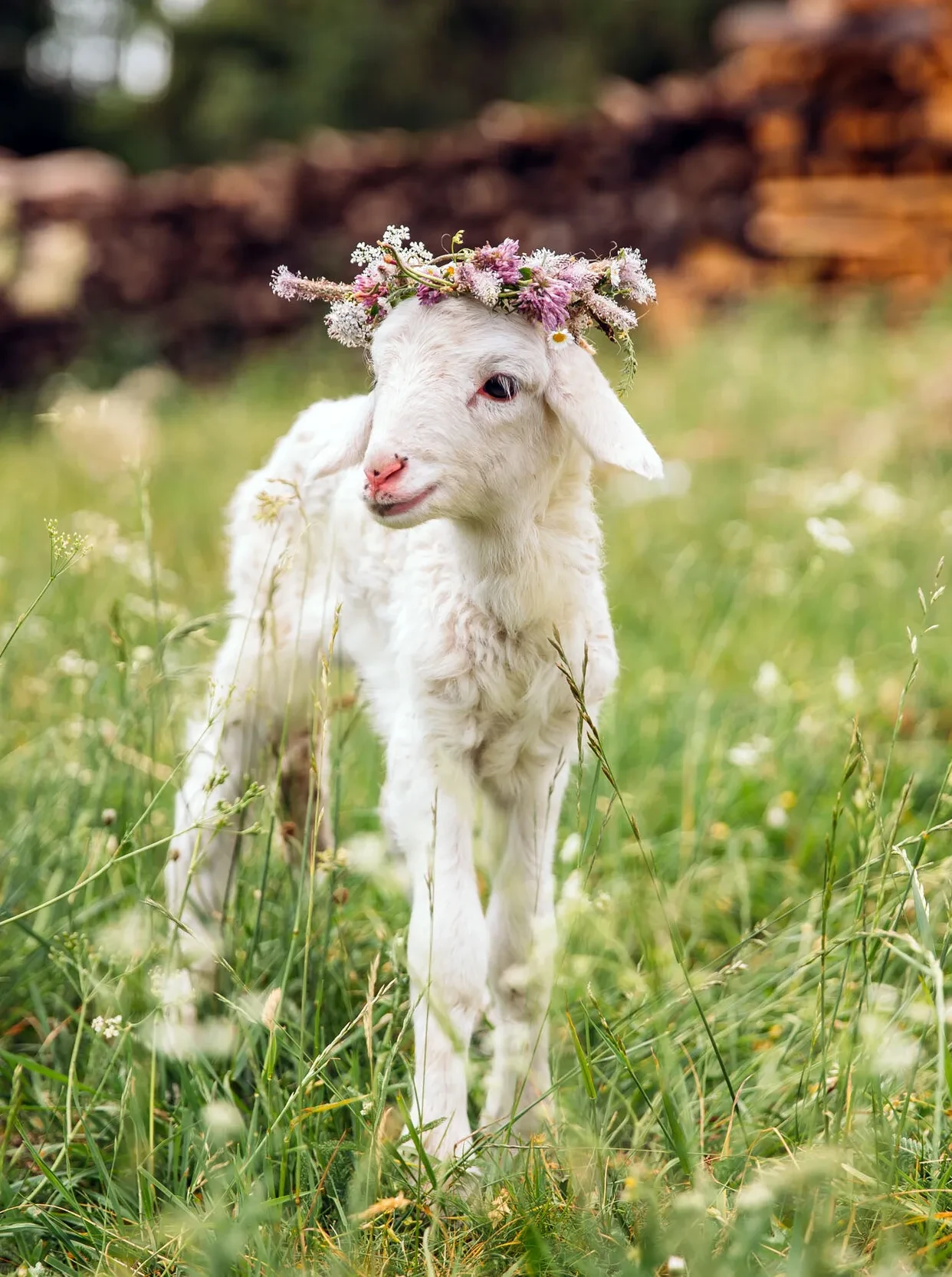 Lamm Blumenkranz Salzburger Wollstadel