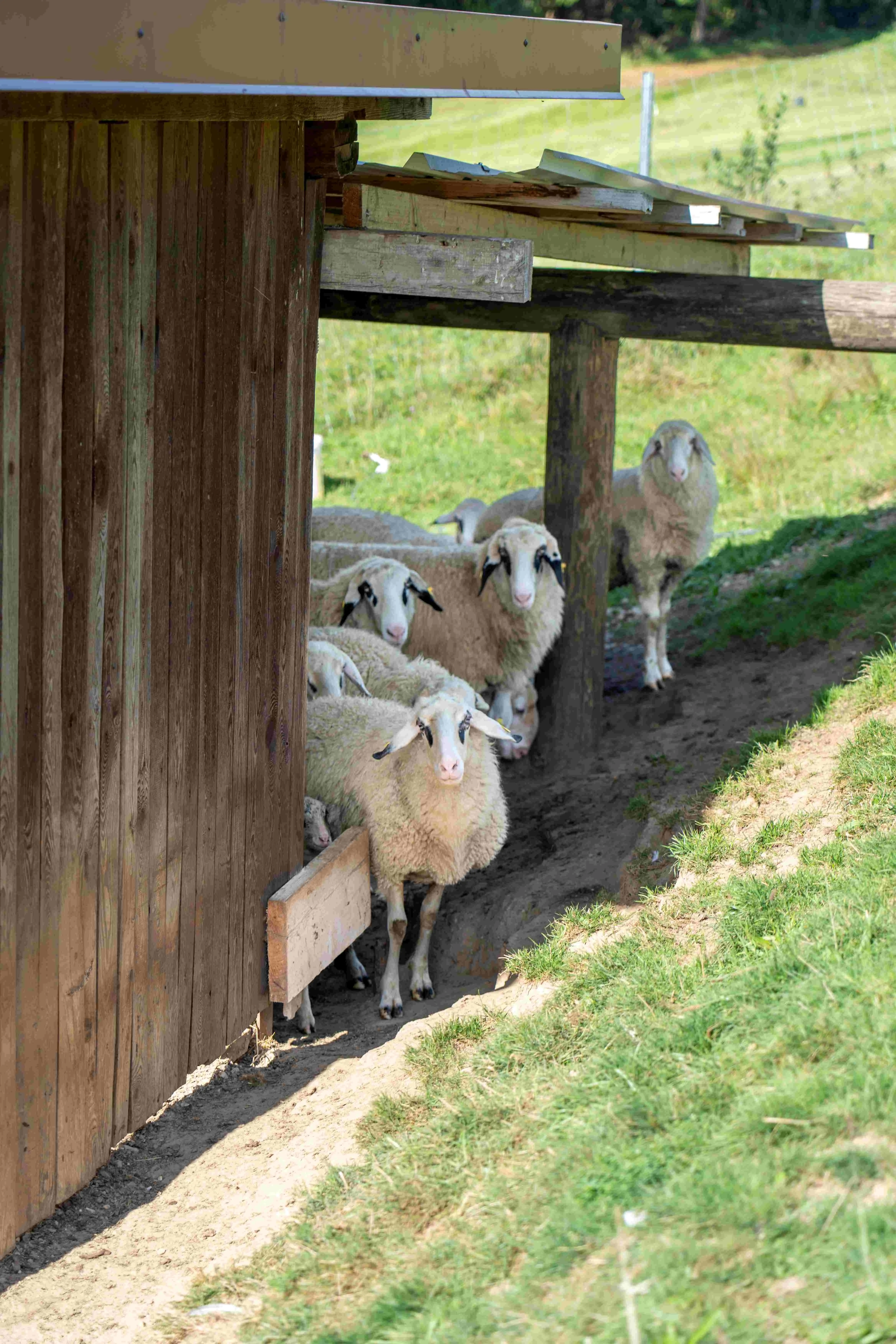 Schmetterlingshof_Familie Höfer Schafe