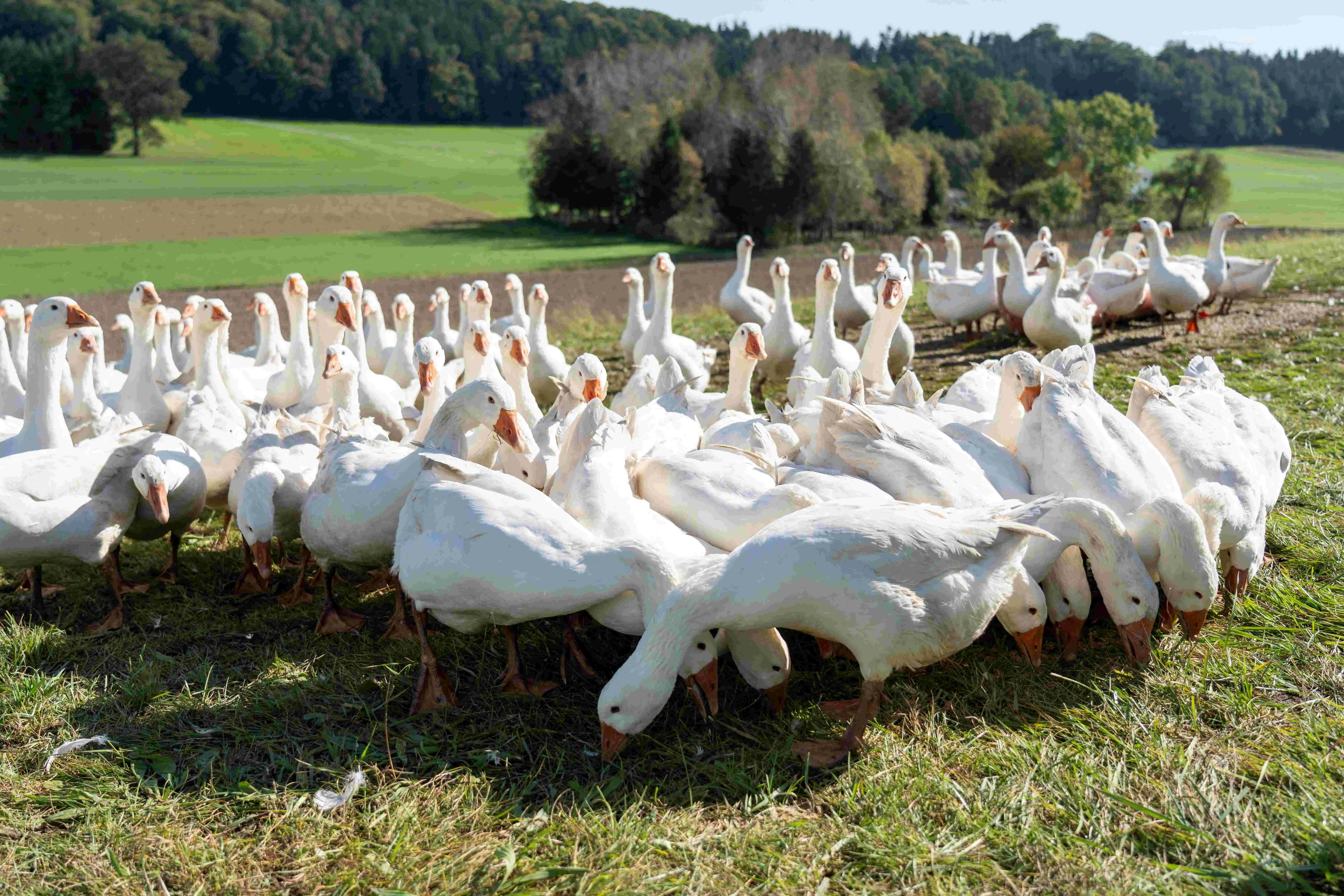 Schmetterlingshof_Familie Höfer Gänse