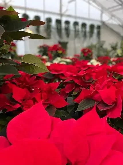 Tauerngarten Weihnachtssterne © Tauerngarten Altenmarkt