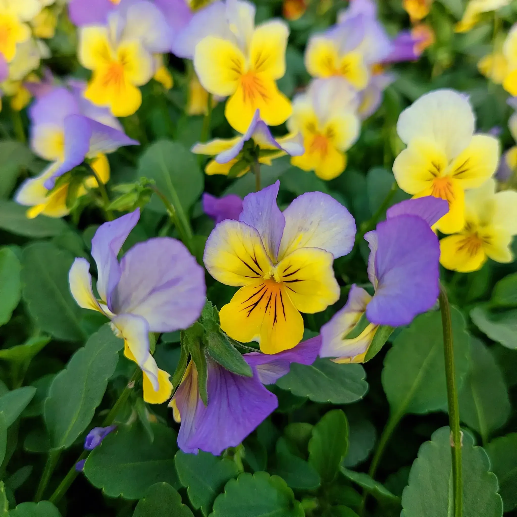Gärtnerei Lindner: Stiefmütterchen aus eigener Anzucht.