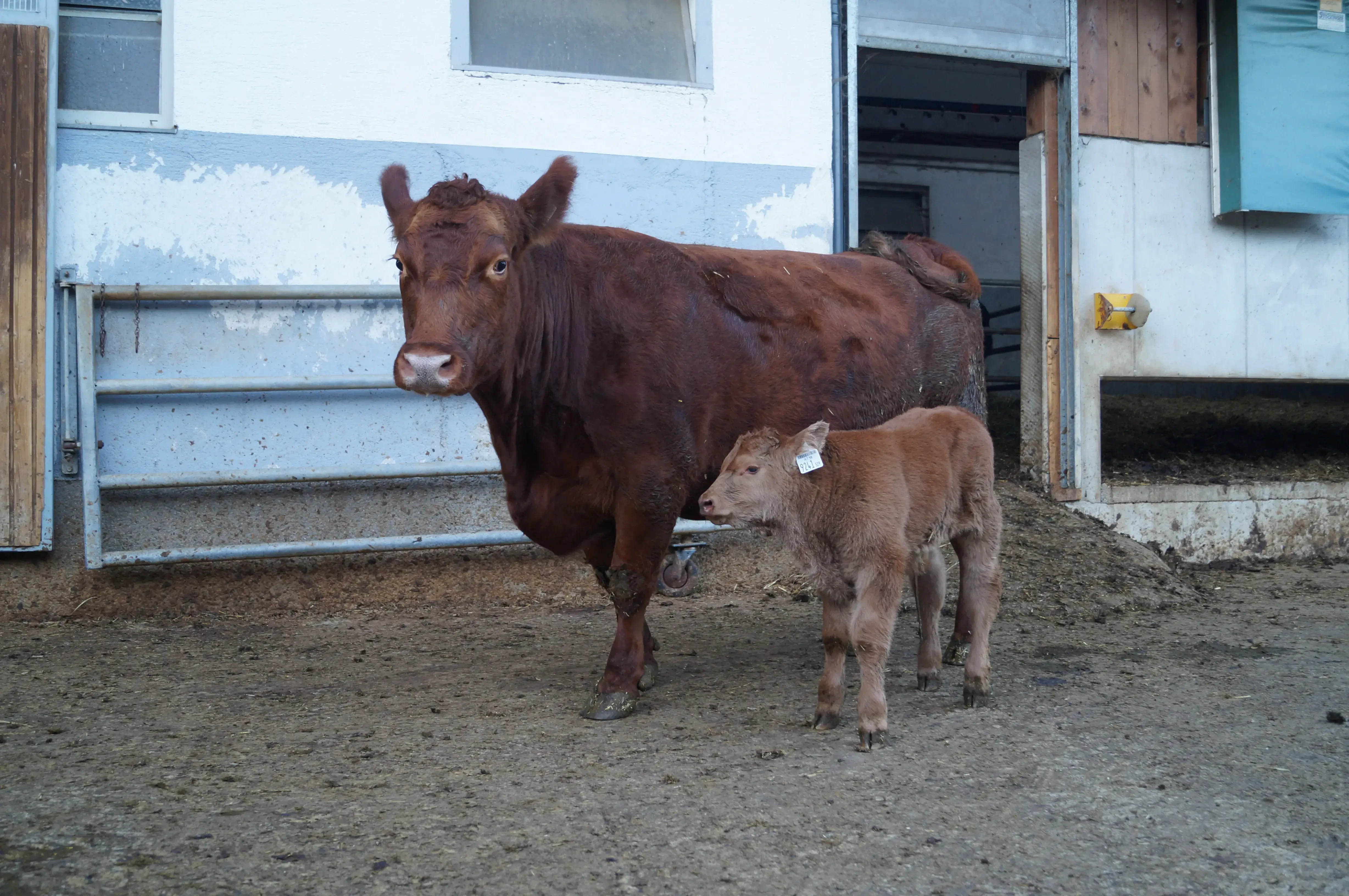 Mutterkuh mit Kalb Angus