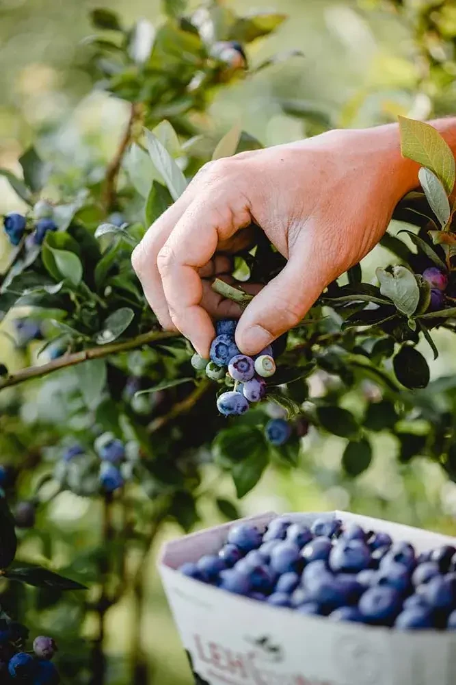 lehnersbeeren hand pflückt heidelbeeren