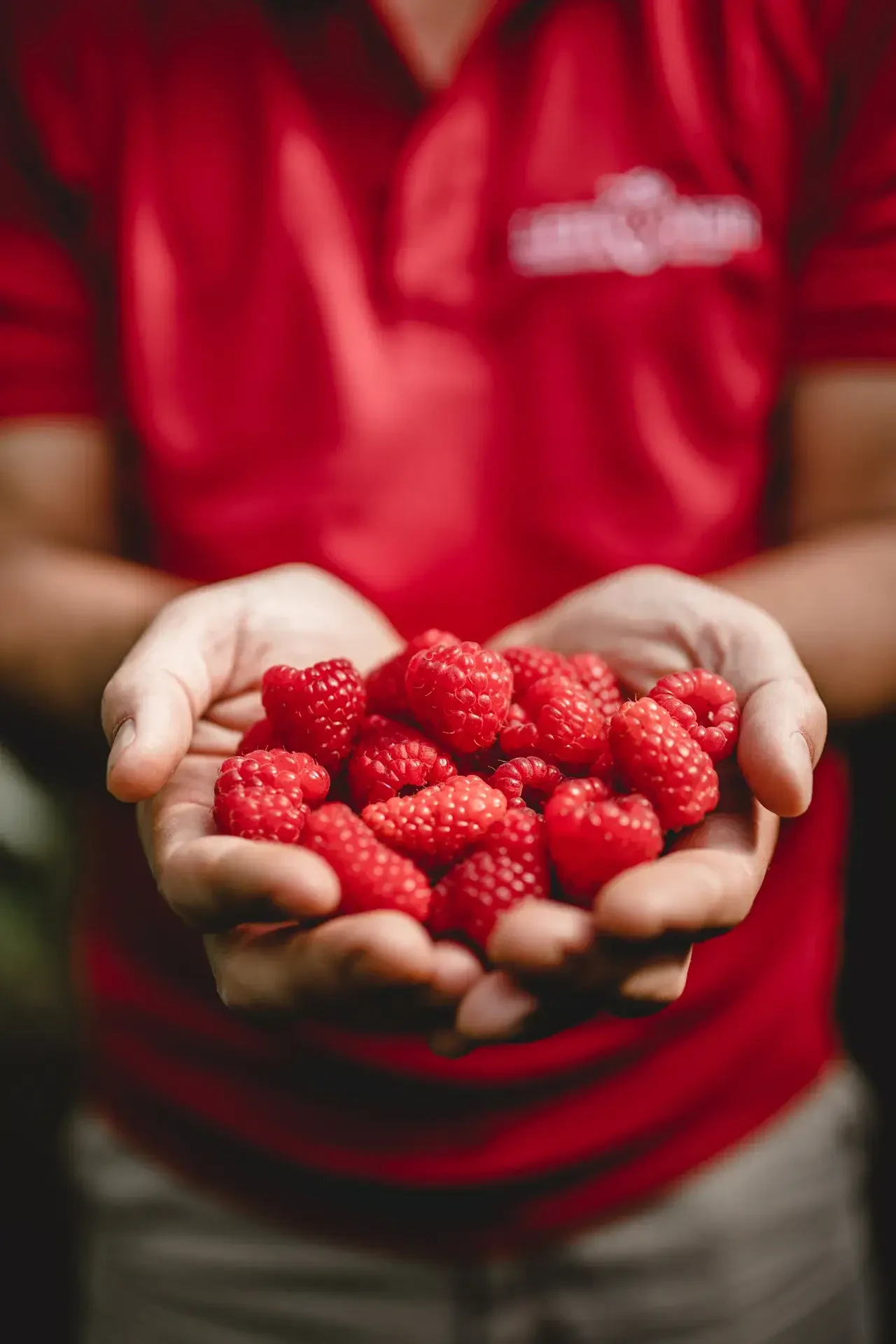 lehnersbeeren hand voller himmbeeren © Lehner Beeren