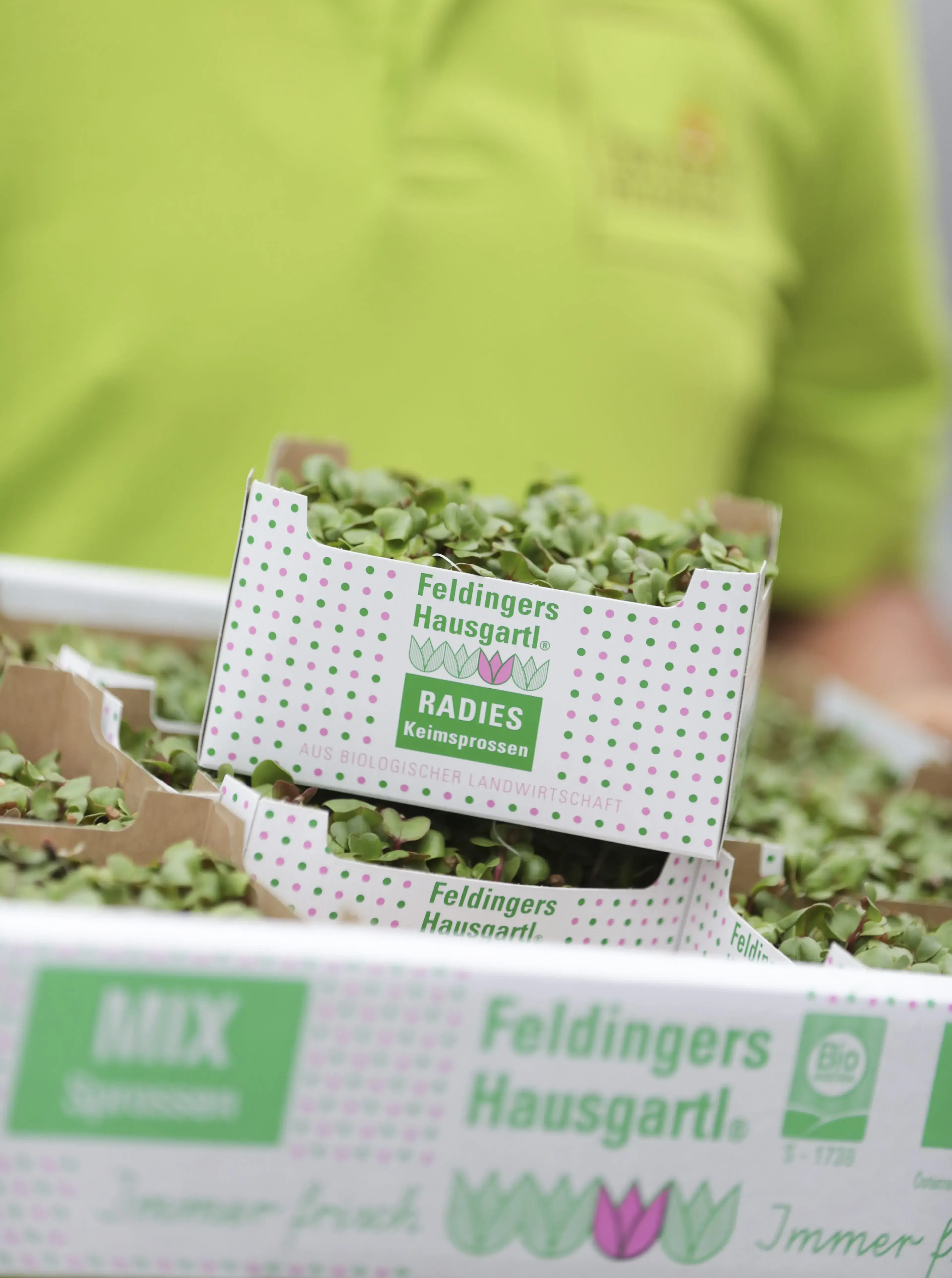 Sprossen FELDINGER © Ökohof Feldinger Feldingers Hausgartl