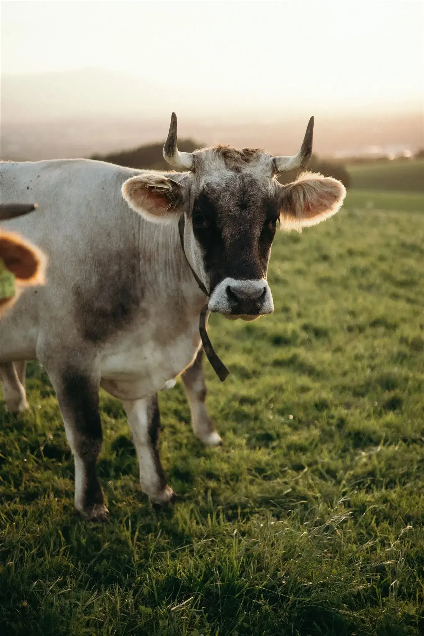Rind mit Hörnern auf Wiese