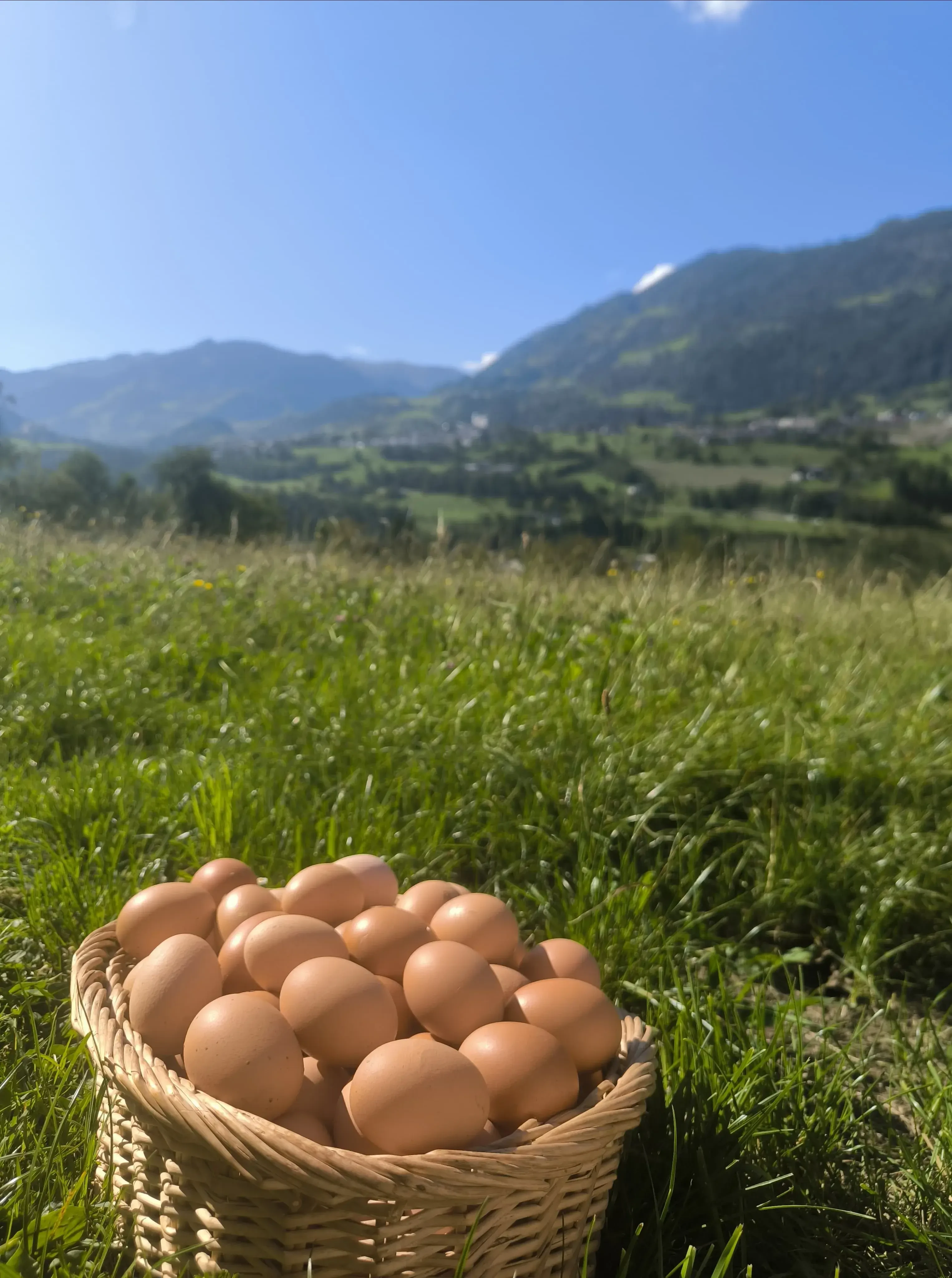Sonnenhuab Hühnereier regional Salzburg St. Veit Sonnenterrasse Wiese