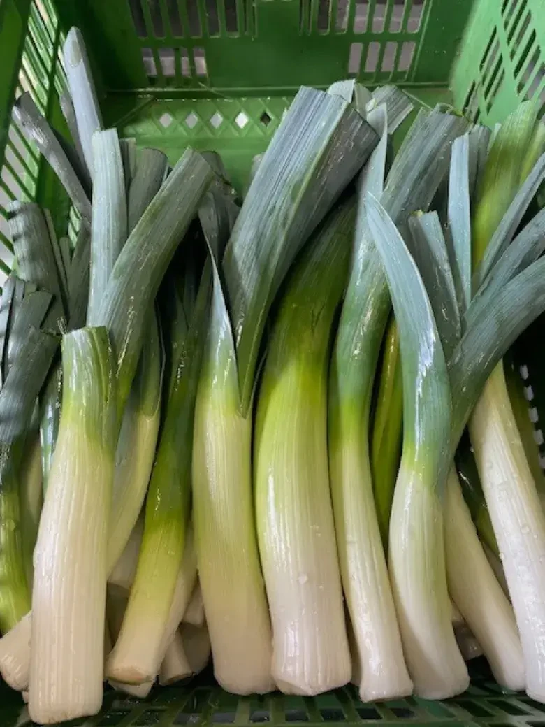 Lauch © Biohof Pertiller