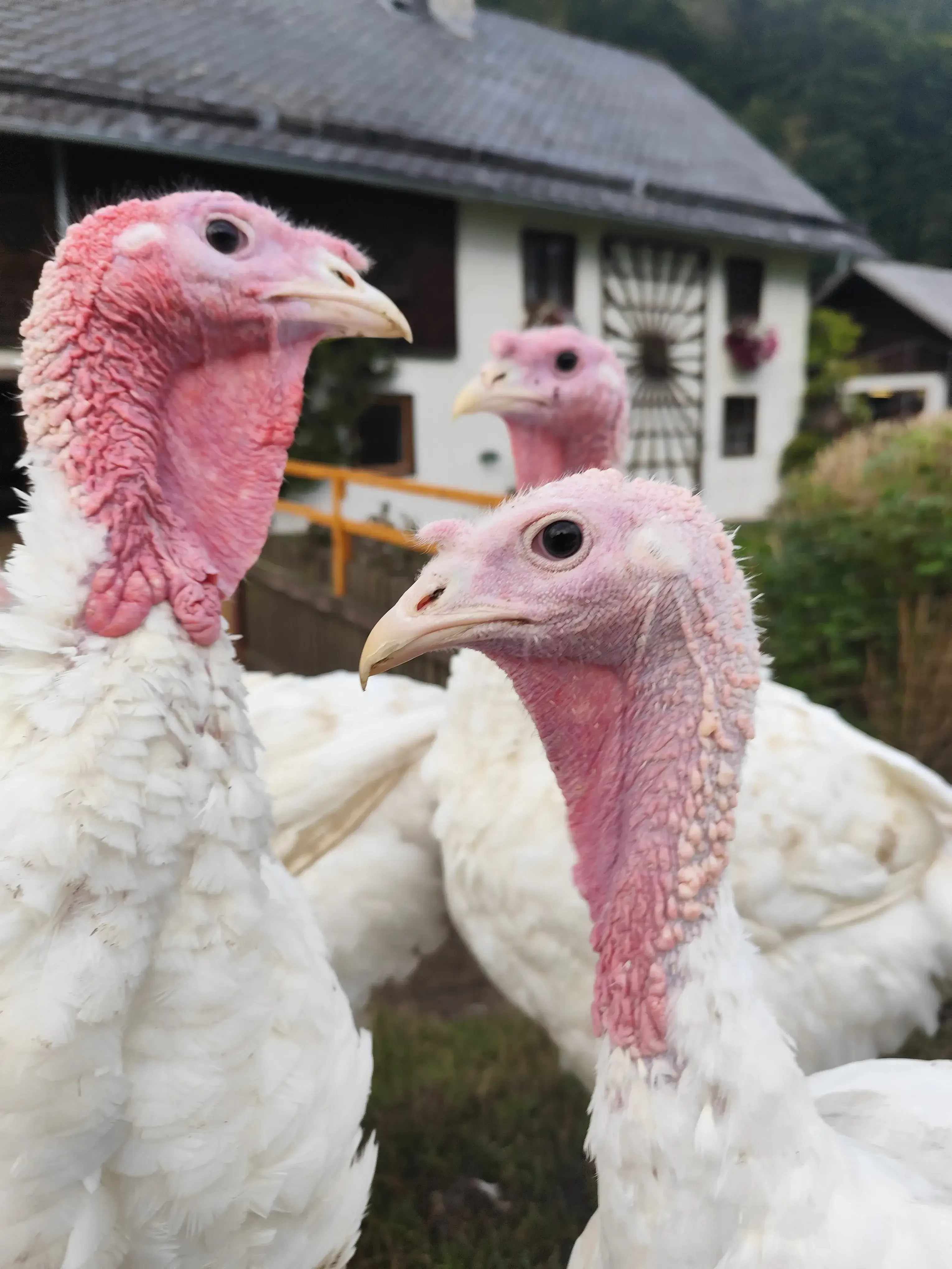 Leitner Matthäus Puten, Haltung artgerecht, Wiese, Feld, garantiert regional Putenglück – Feinste Putenprodukte aus regionaler Landwirtschaft St. Gilgen