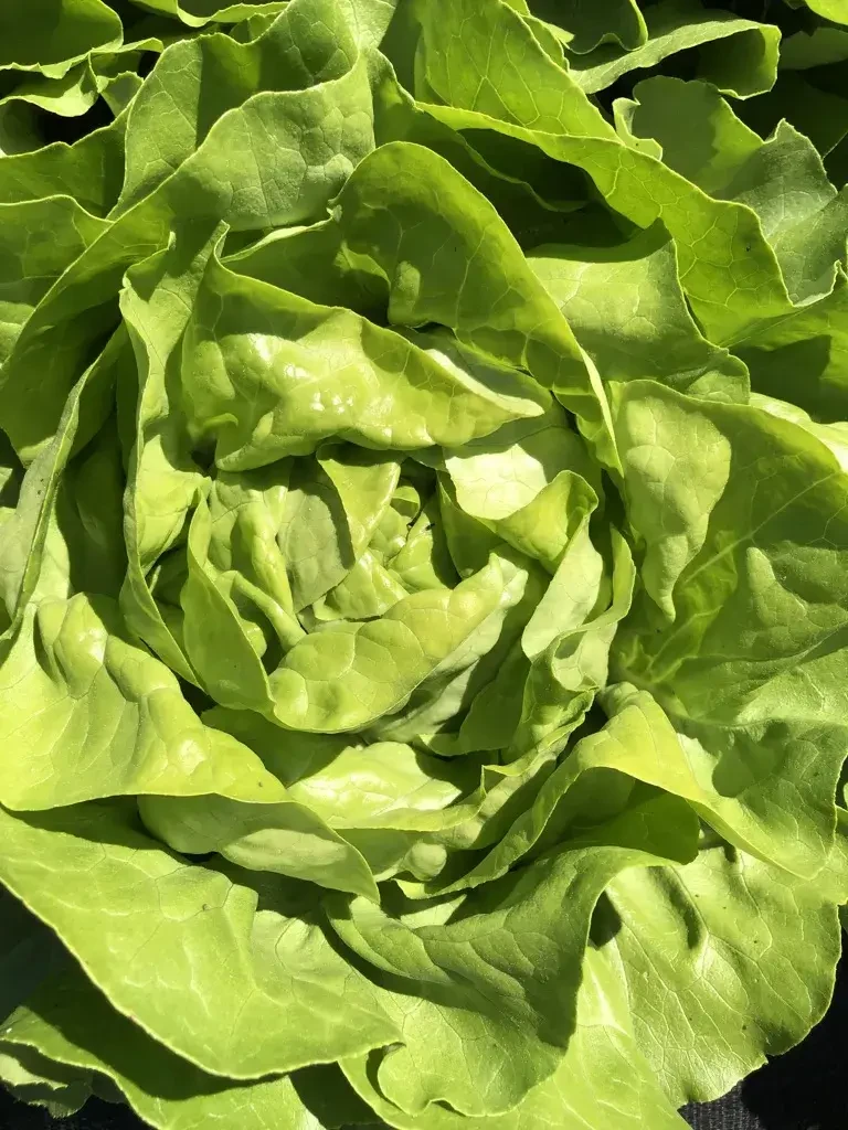 Pertiller Blattsalat © Pertiller