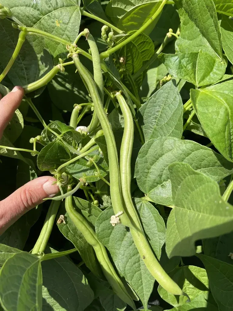 Pertiller Bohnen © Biohof Pertiller