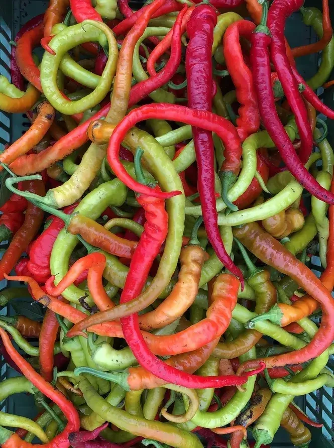 Pertiller Pfefferoni © Biohof Pertiller