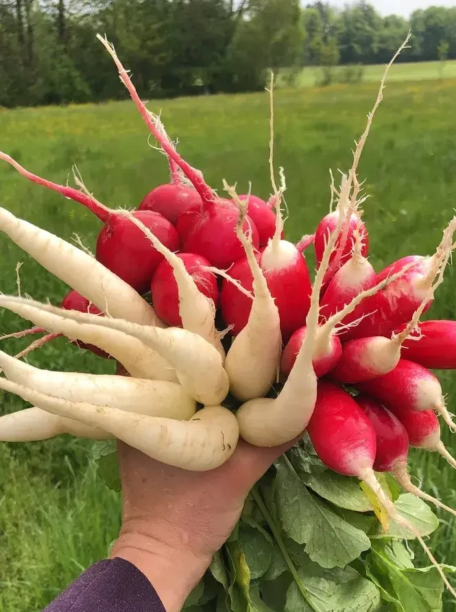 Pertiller Radieschen © Biohof Pertiller