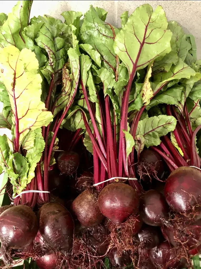 Pertiller Rote Rüben © Biohof Pertiller