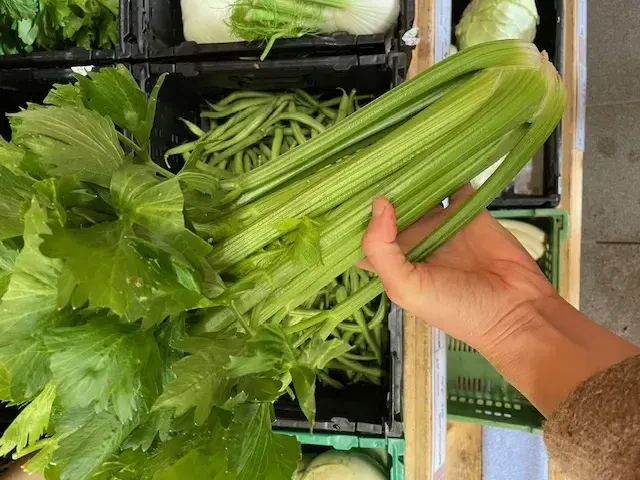 Pertiller Stangen Sellerie © Biohof Pertiller