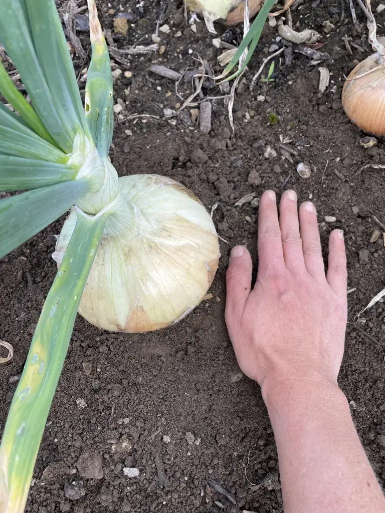 Pertiller Zwiebeln © Biohof Pertiller