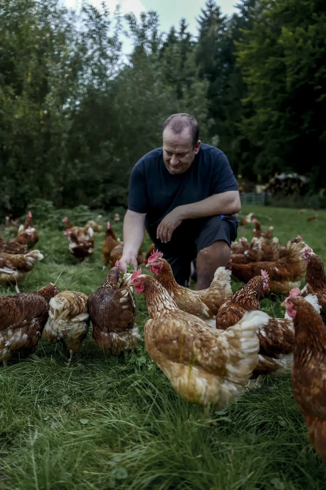 Mann füttert Hühner auf Wiese