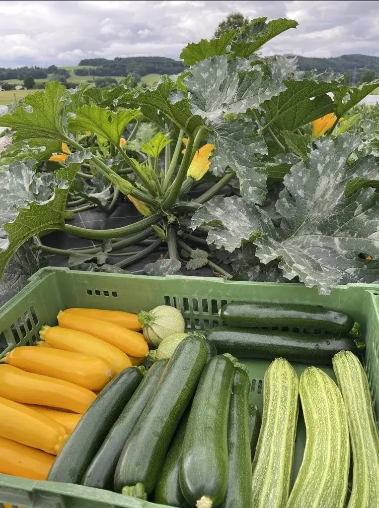 Zucchini von  Pertiller