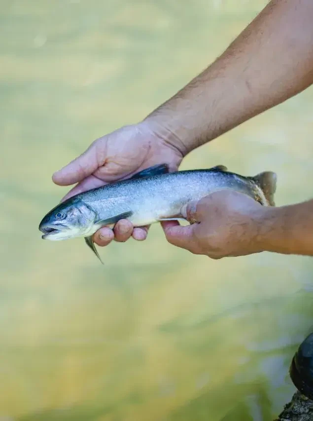 Forelle aus Salzburg vom Ennsmanngut in Unken regionaler Fischgenuss
