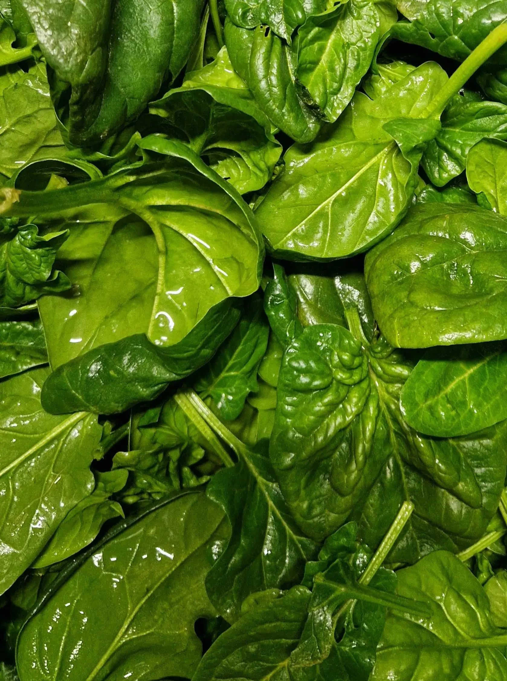 Spinat frisch