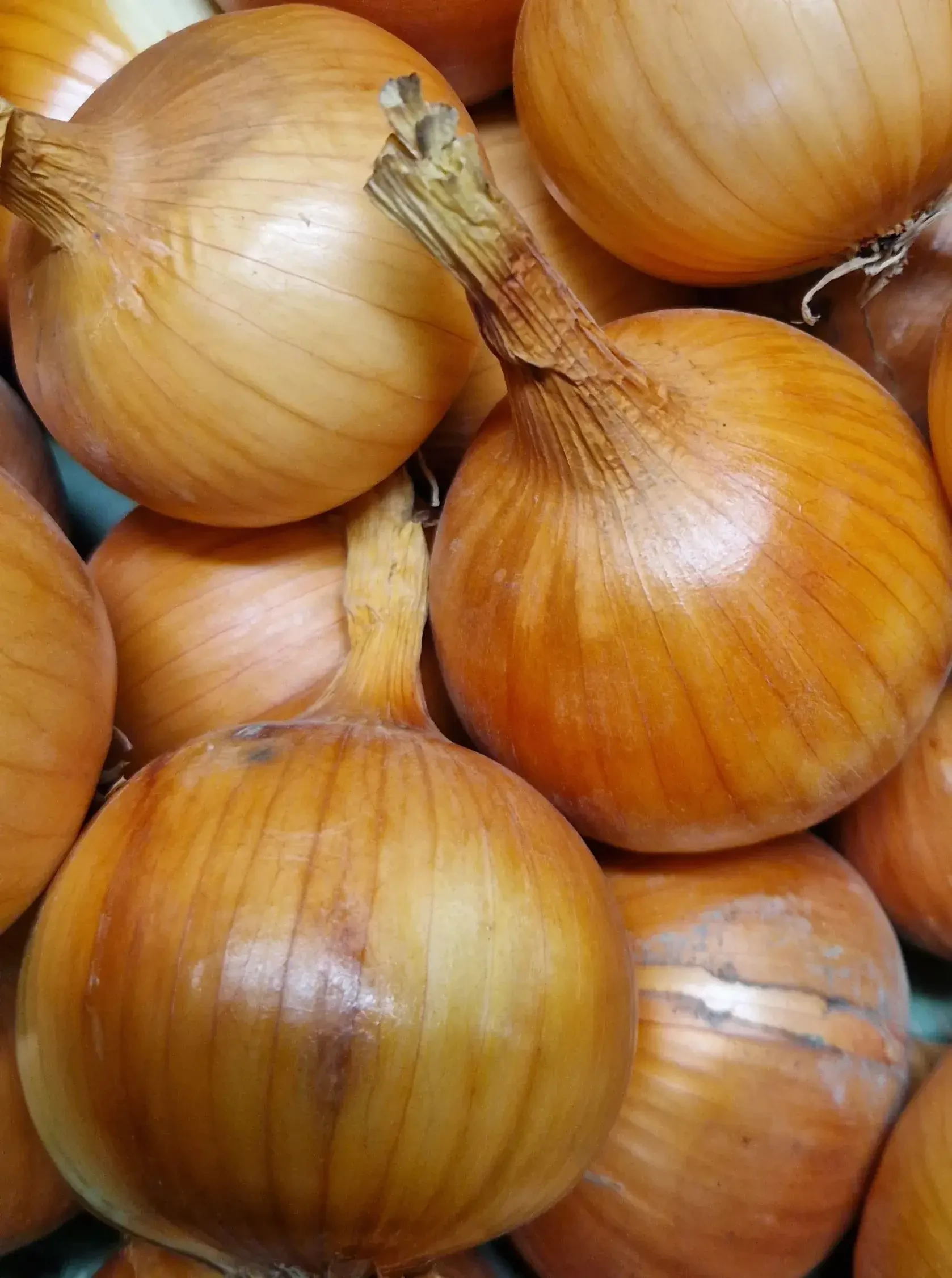 Zwiebel