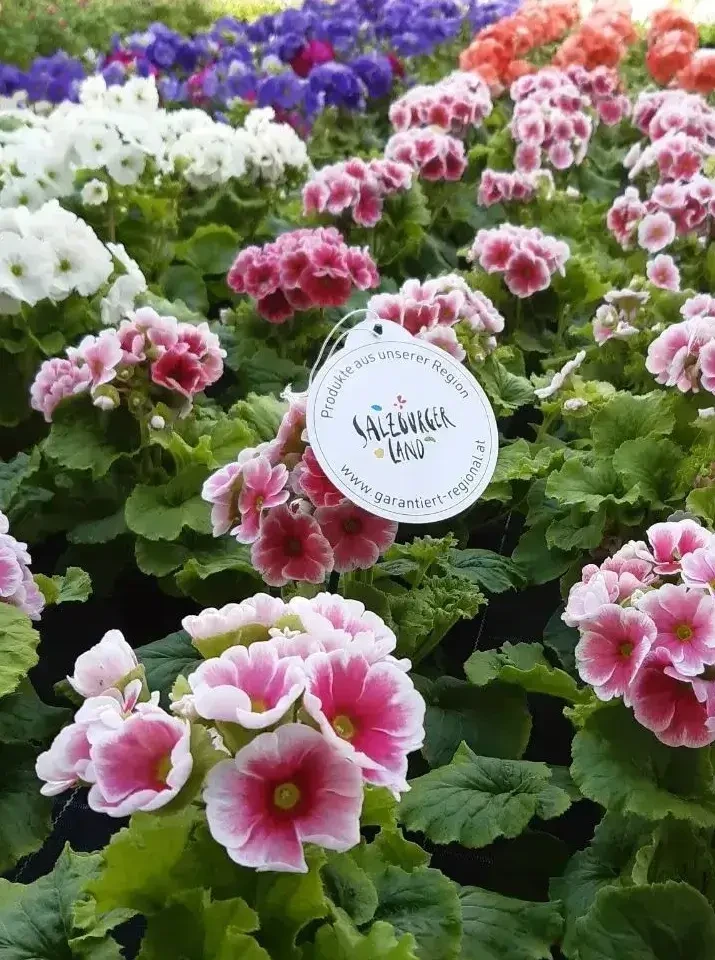 Blumen aus Salzburg kaufen – regionale Gärtnereien & Pflanzenbetriebe  Regional gewachsen. Mit Sorgfalt kultiviert.