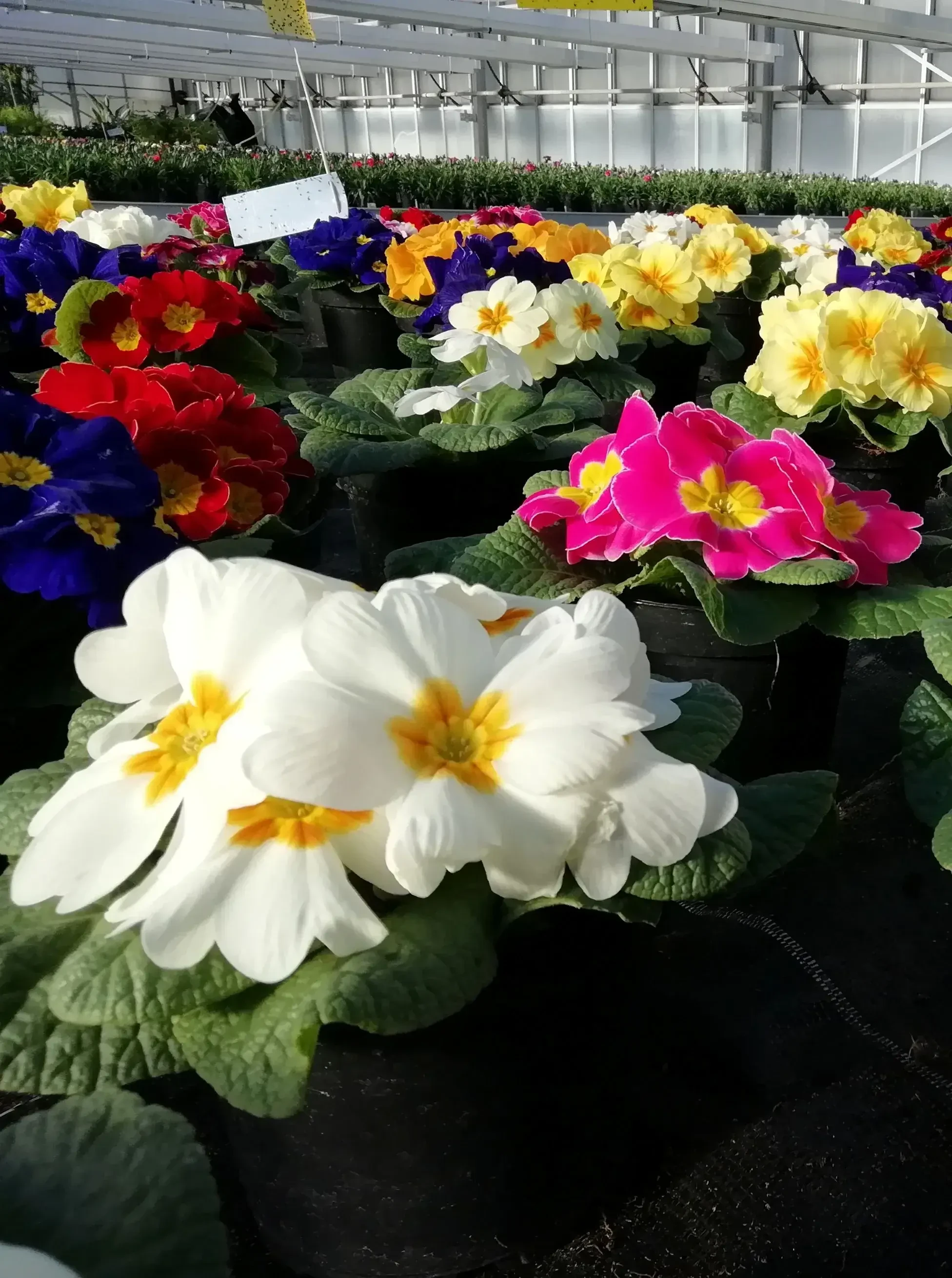 Primeln bei Harasek in Seekirchen - regionale Blumen und Ziepflanzen aus Salzburg kaufen