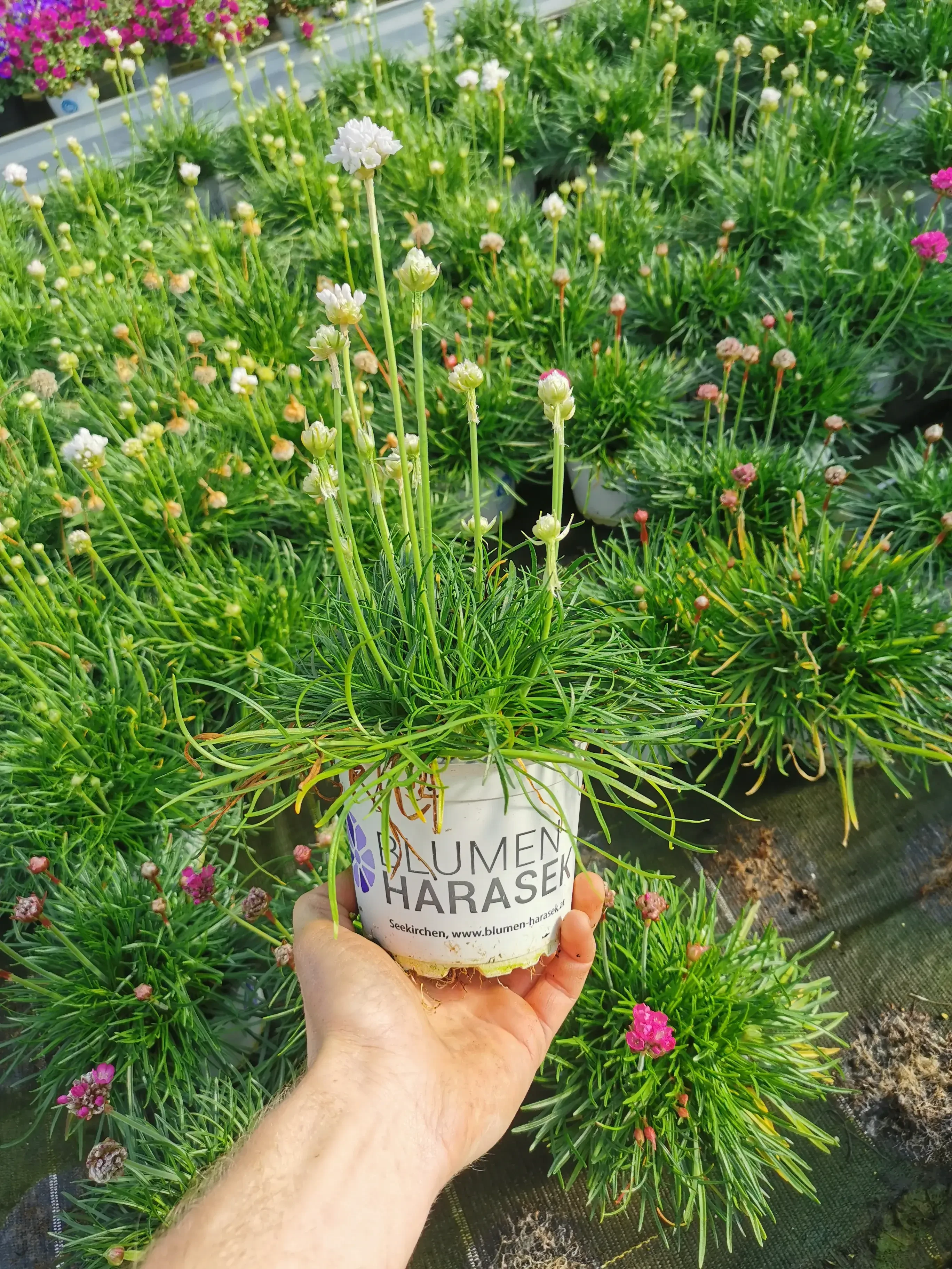 Zierpflanzen wie die Grasnelke bei Harasek in Seekirchen - regionale Blumen und Ziepflanzen aus Salzburg kaufen