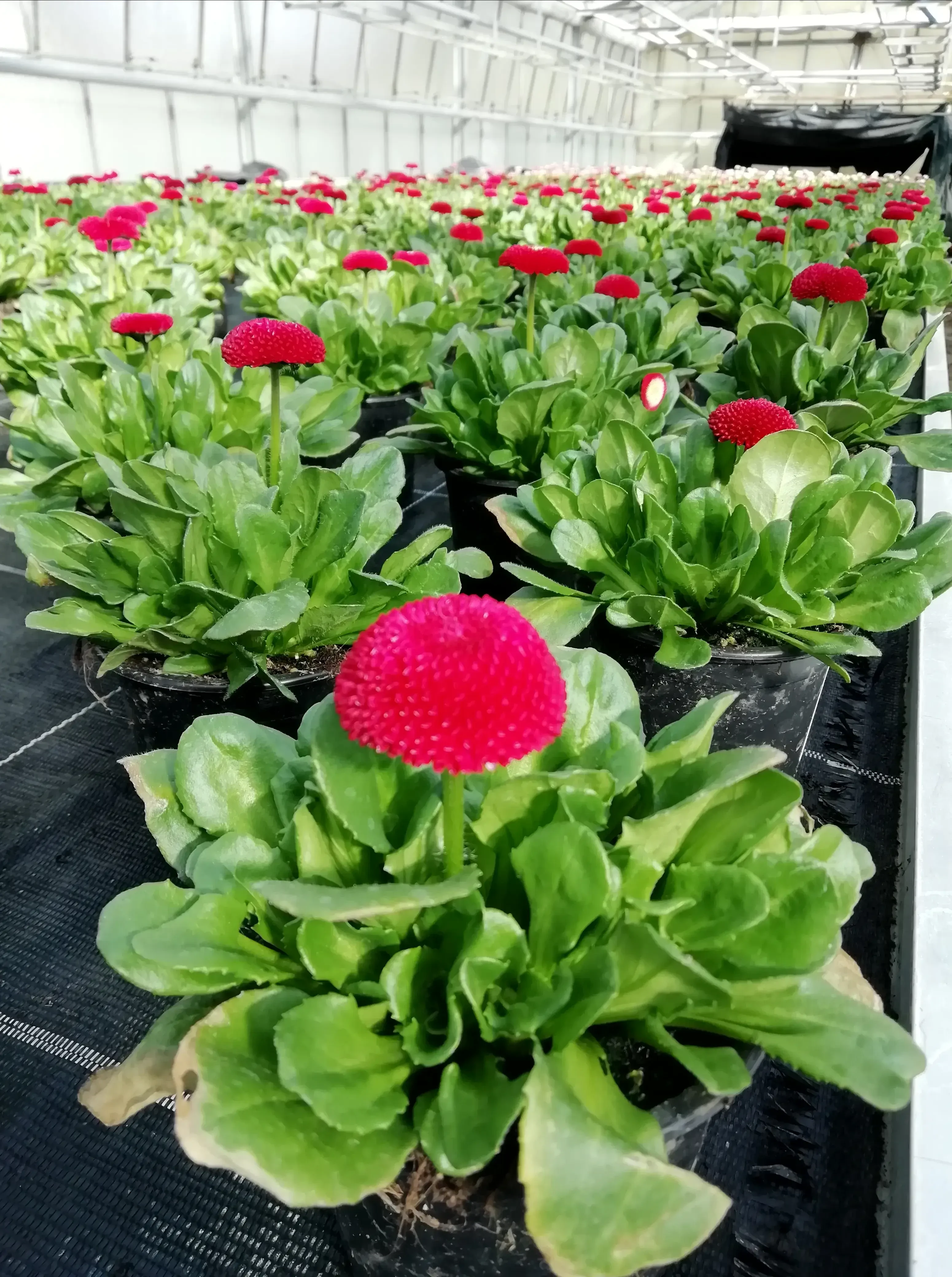 garantiert reginale Blumen und Zierpflanzen aus Salzburg kaufen bei Blumen Harasek in Seekirchen