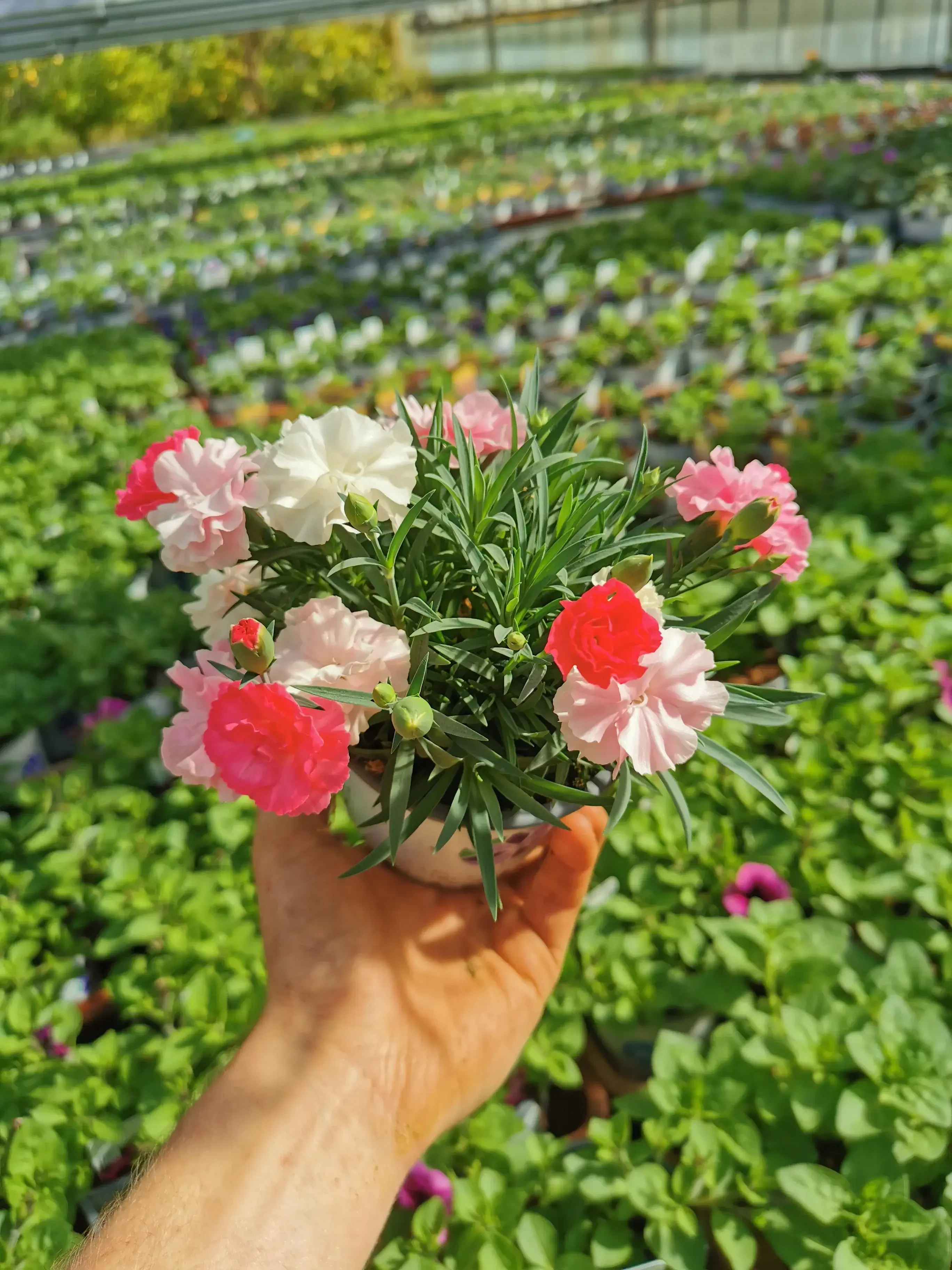 Nelken bei Harasek in Seekirchen - regionale Blumen und Ziepflanzen aus Salzburg kaufen
