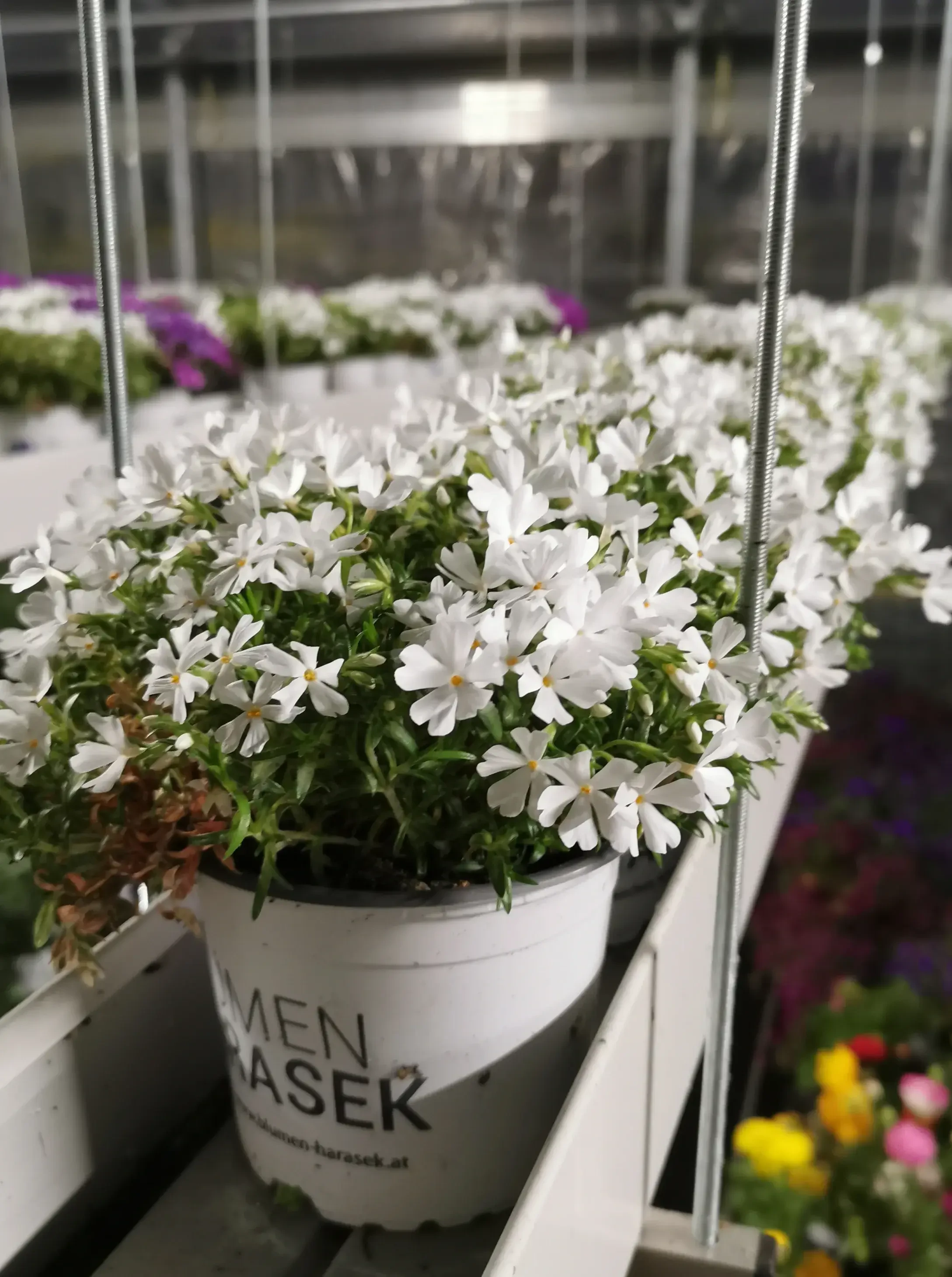 Polster Phlox bei Harasek in Seekirchen - regionale Blumen und Ziepflanzen aus Salzburg kaufen