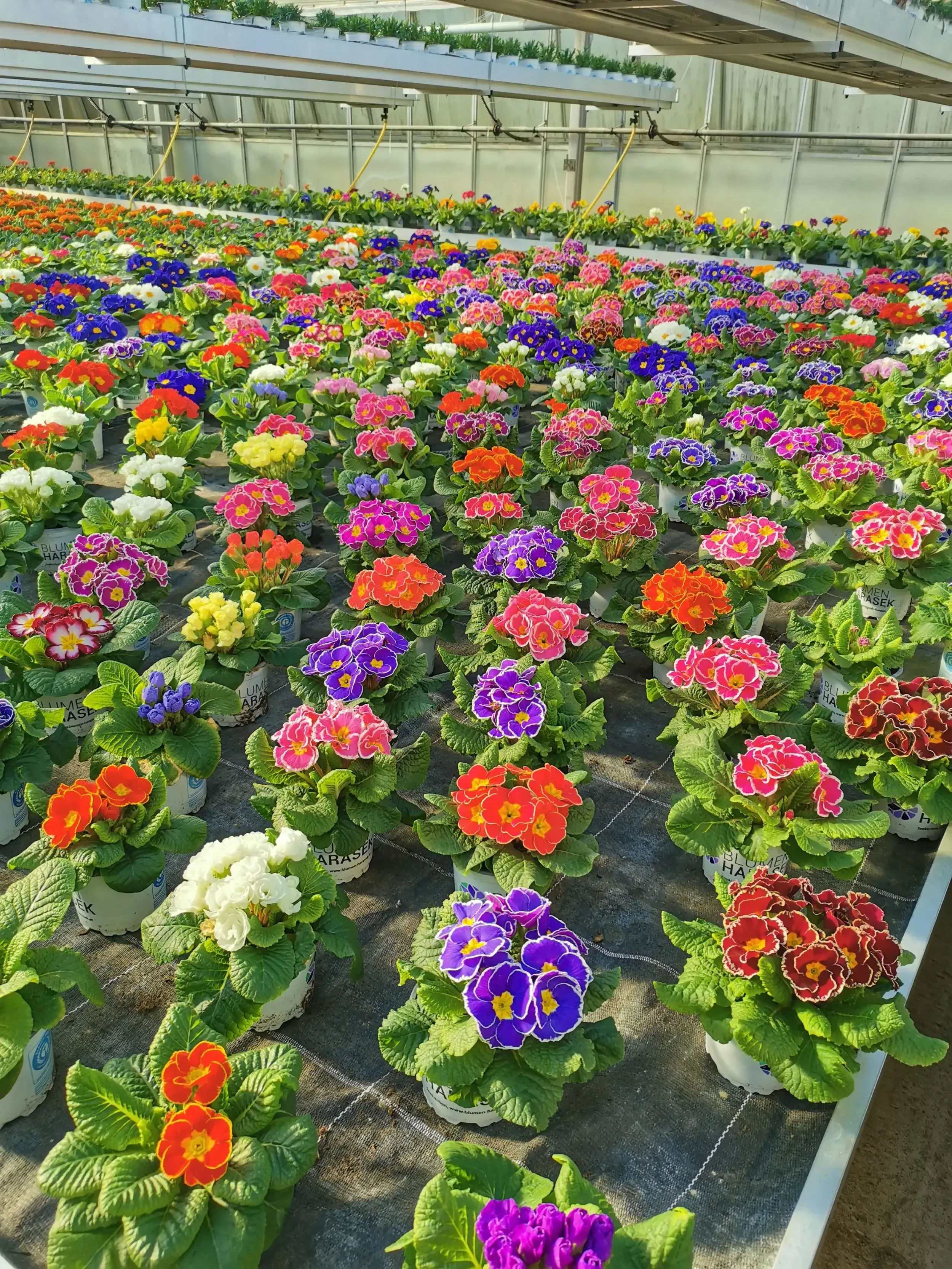 Primeln bei Harasek in Seekirchen - regionale Blumen und Ziepflanzen aus Salzburg kaufen