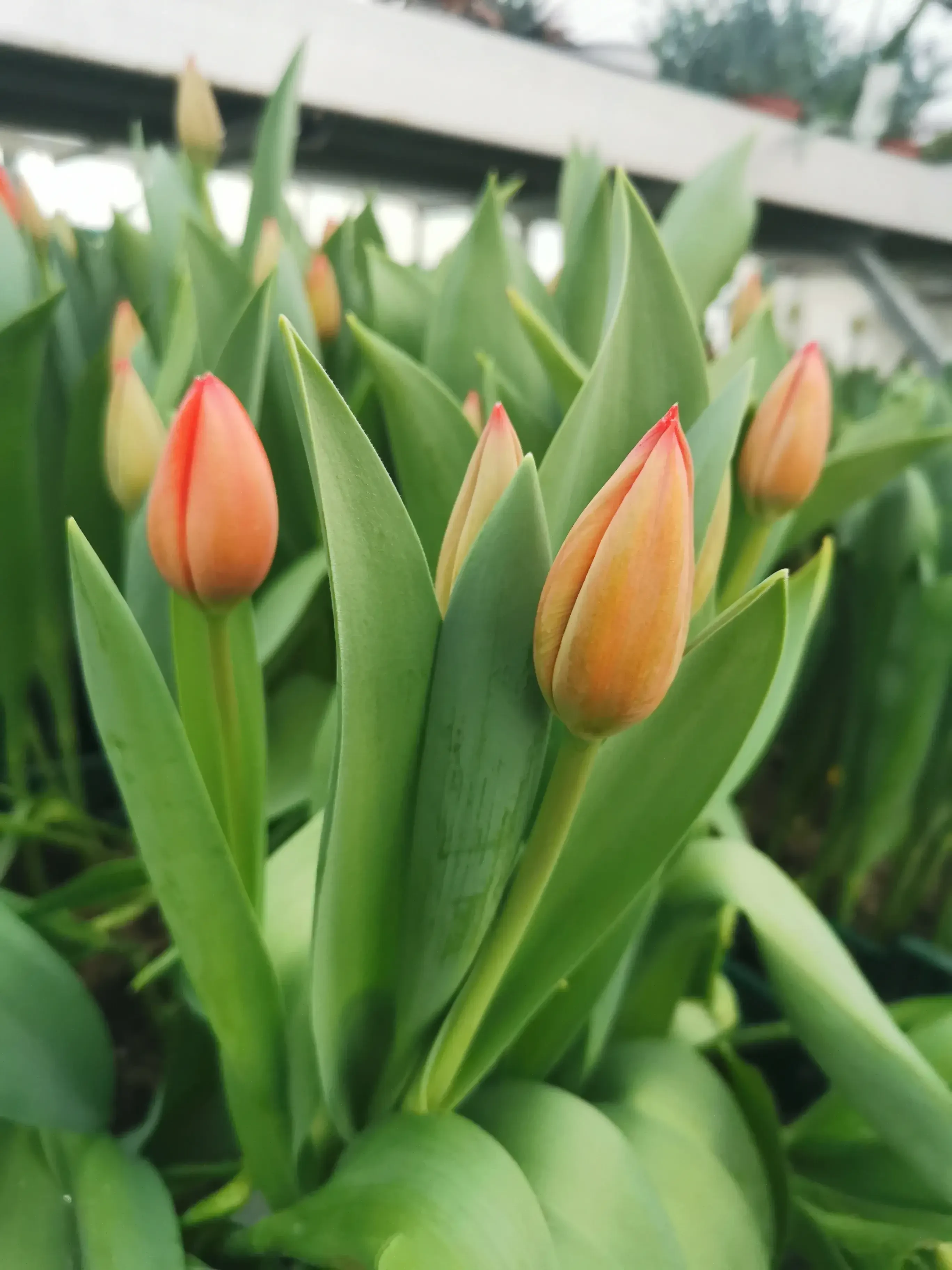Tulpen - Schnittblumen bei Harasek in Seekirchen - regionale Blumen und Ziepflanzen aus Salzburg kaufen