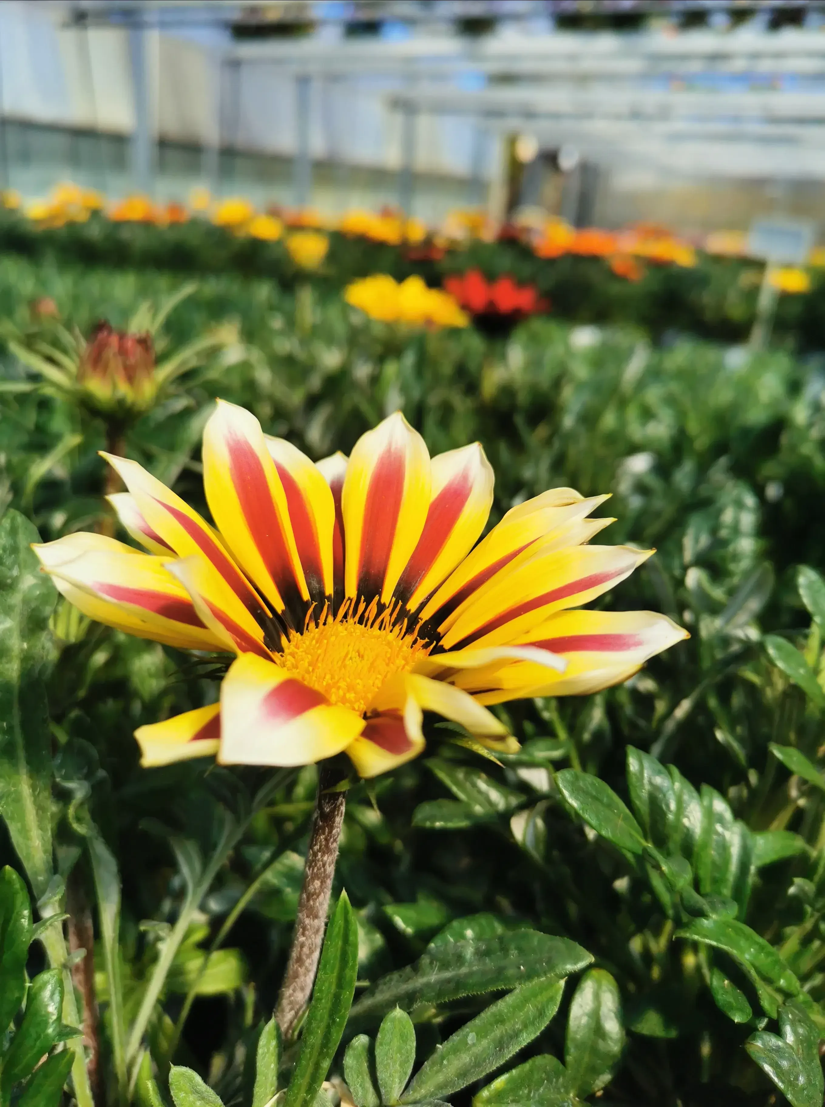 Mittagsgold oder Sonnentaler bnei Harasek in Seekirchen - regionale Blumen und Ziepflanzen aus Salzburg kaufen