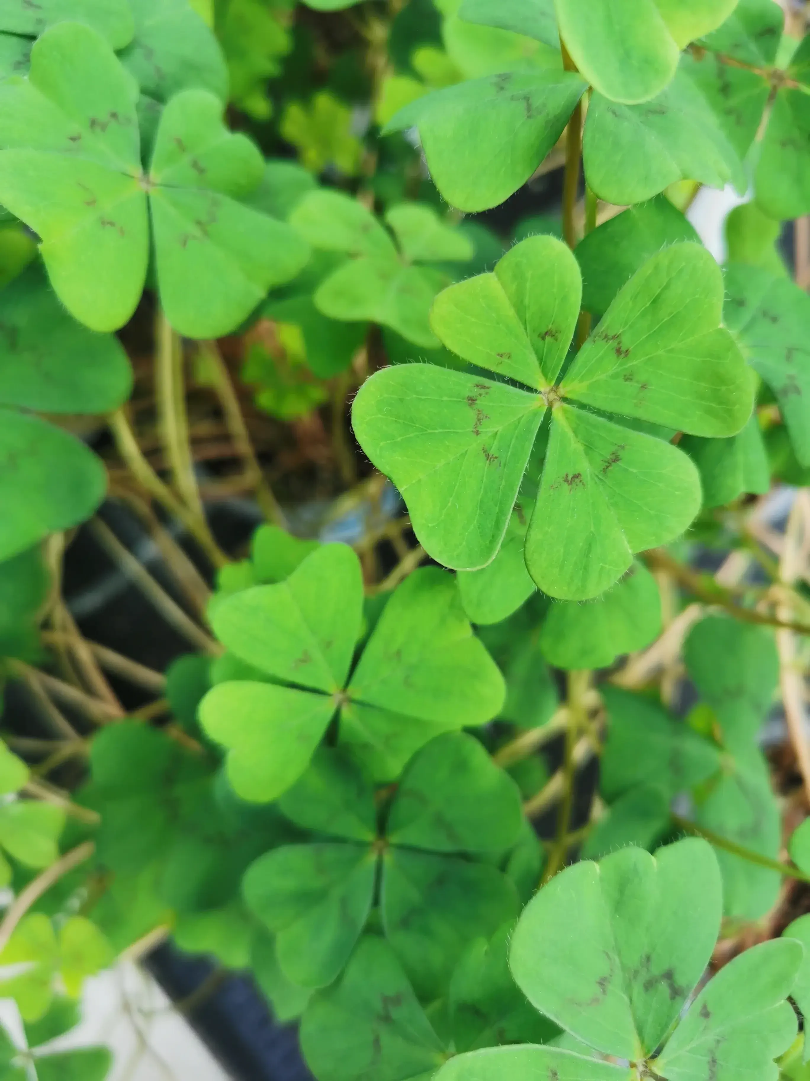 Klee Glücksklee bei Harasek in Seekirchen - regionale Blumen und Ziepflanzen aus Salzburg kaufen