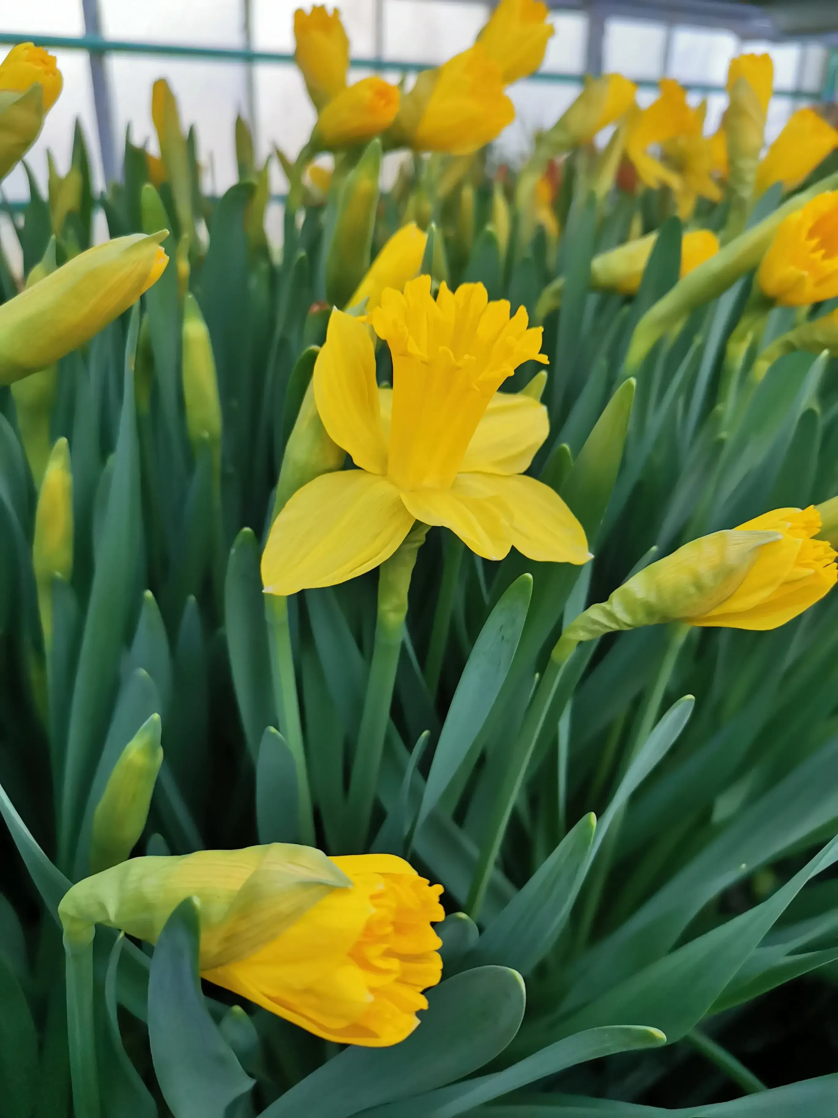 Märzenbecher Harasek in Seekirchen - regionale Blumen und Ziepflanzen aus Salzburg kaufen