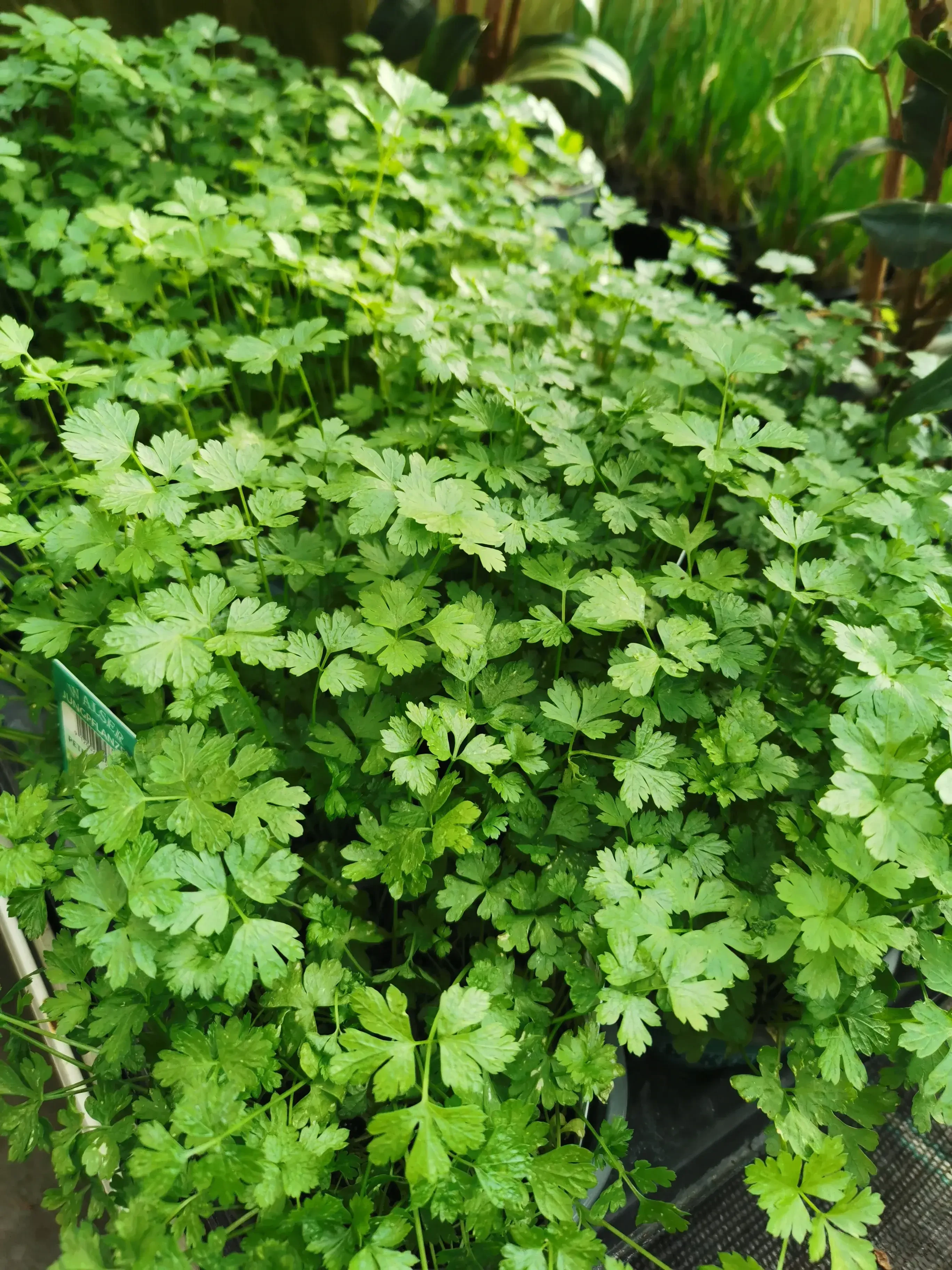 Topfkräuter wie Petersilie regional kaufen bei Blumen Harasek in Seekirchen