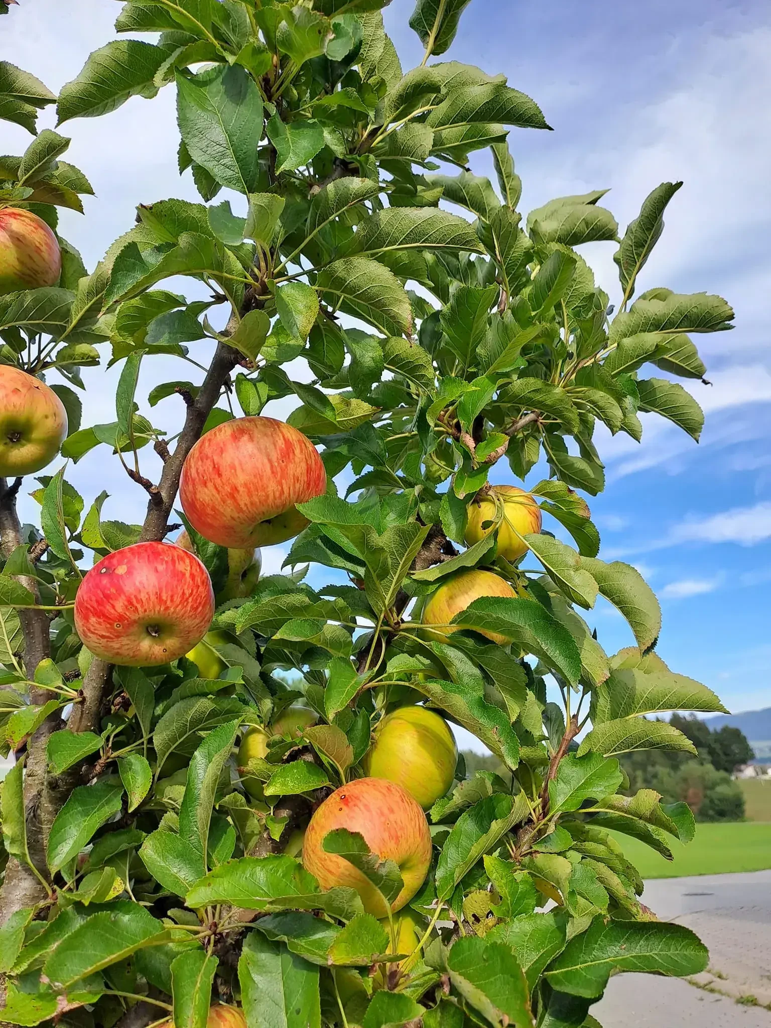 Mosterei Loaster aus Seekirchen am Wallersee – Familie, Regionalität, Ursprünglichkeit, Qualität und ehrlicher Genuss.