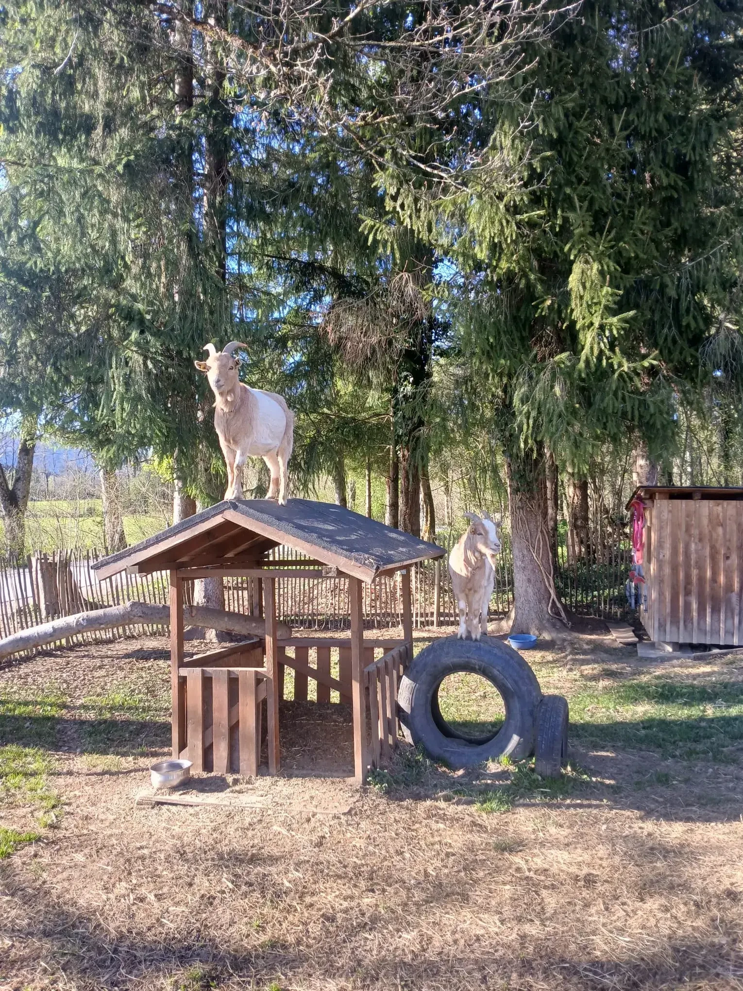 Spielplatz für Ziegen am Glasergut von Familie Schroffner. 